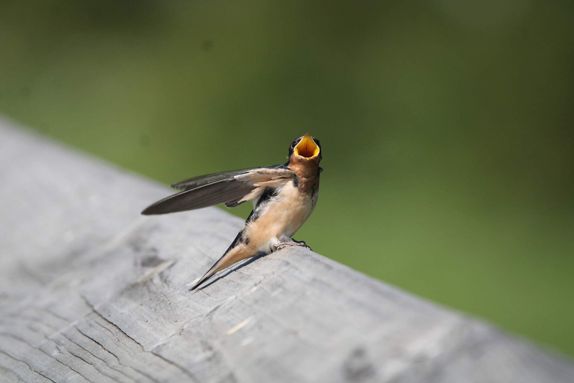 Barn Swallow