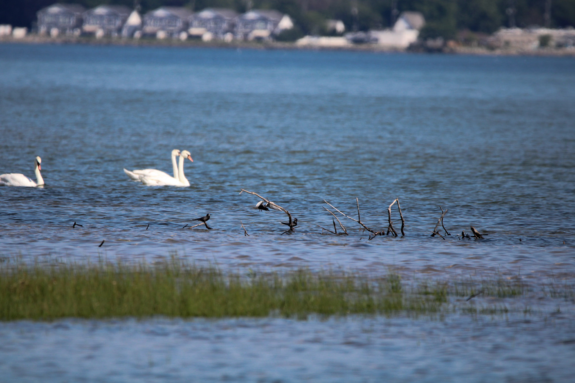Black Tern &amp; Mute Swan