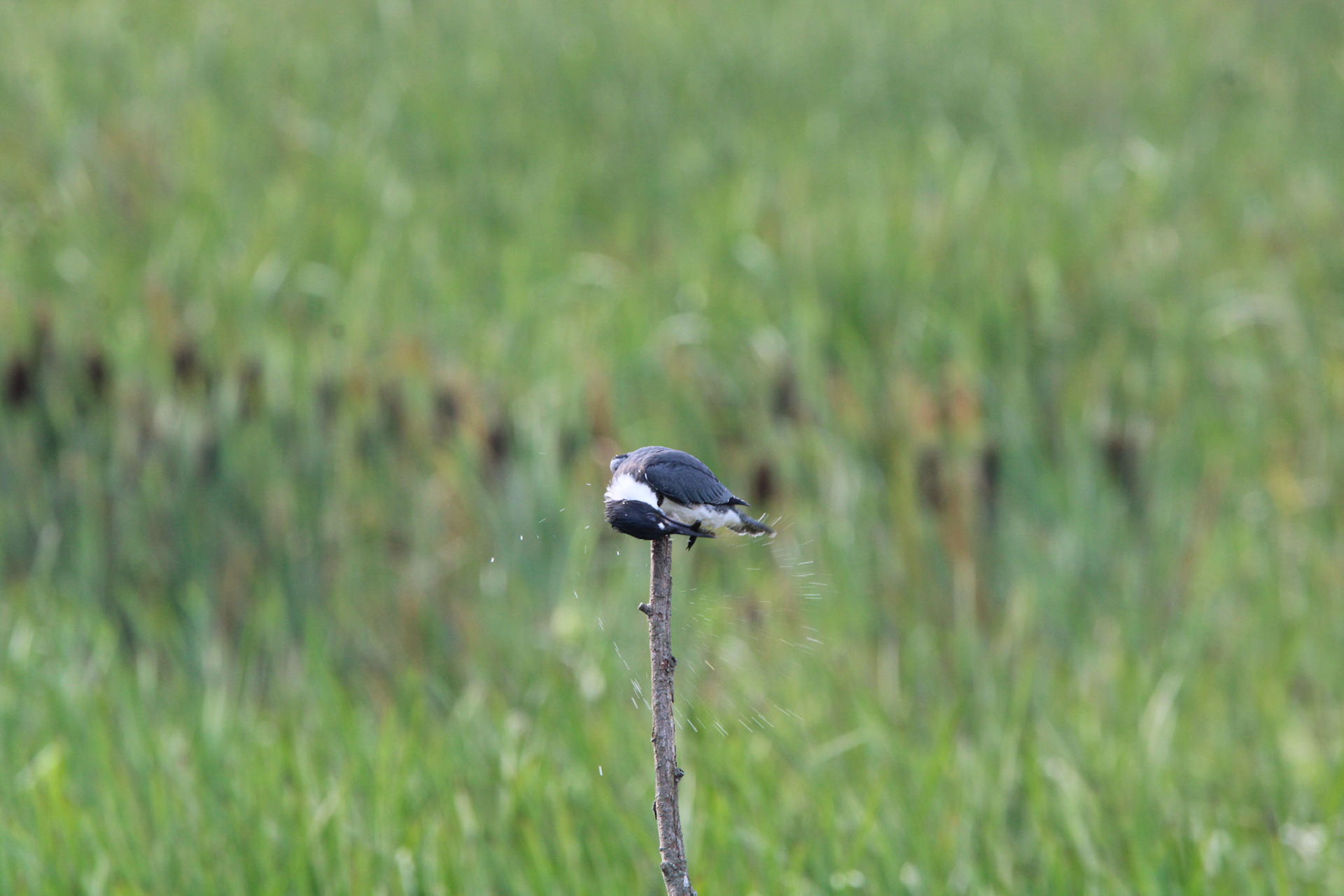 Belted Kingfisher