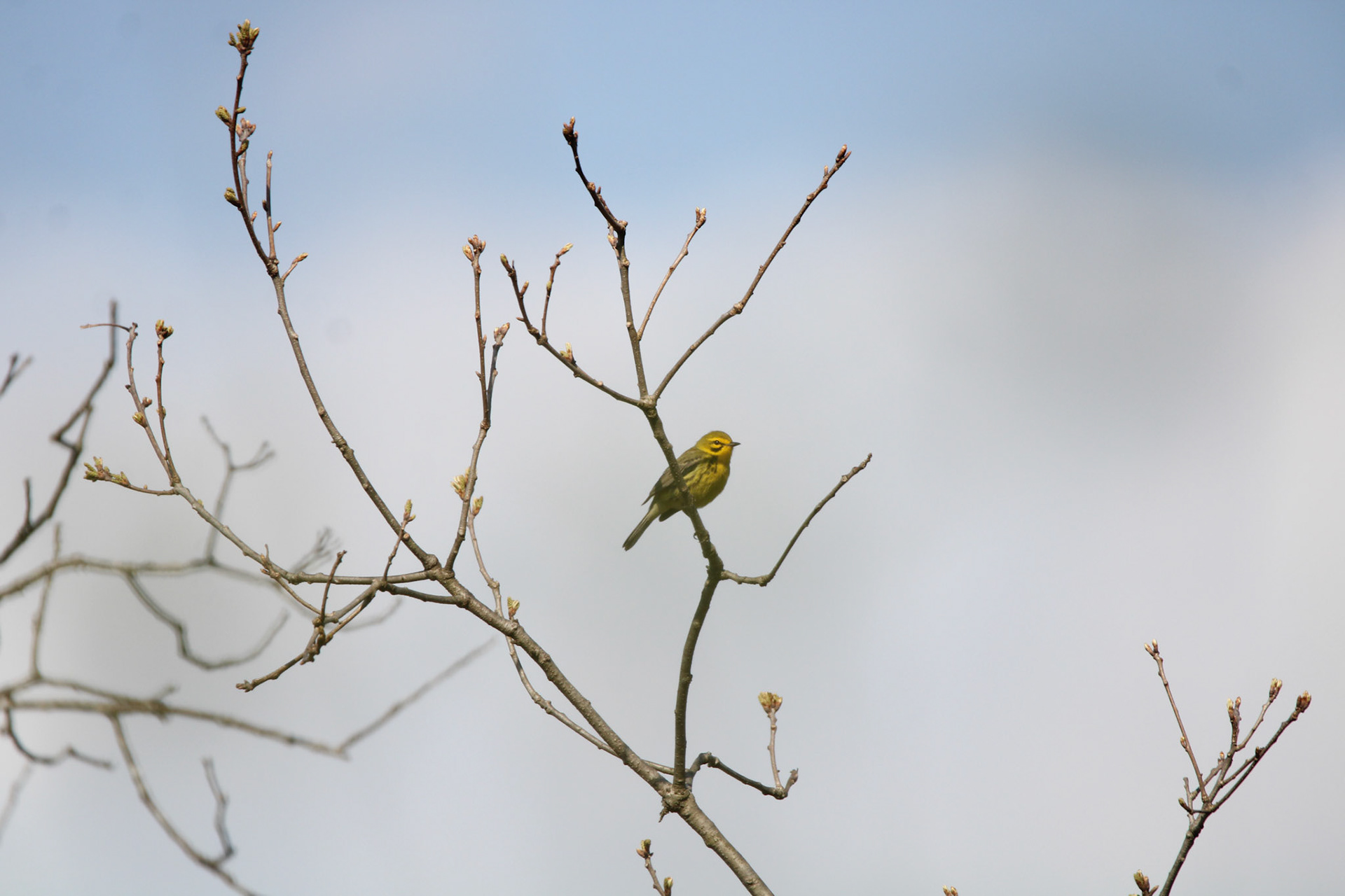 Prairie Warbler