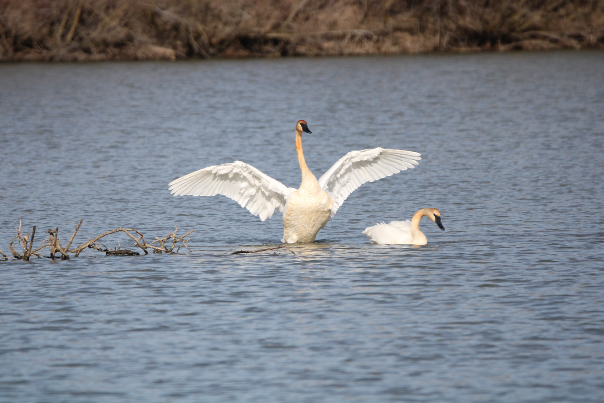 Trumpeter Swans