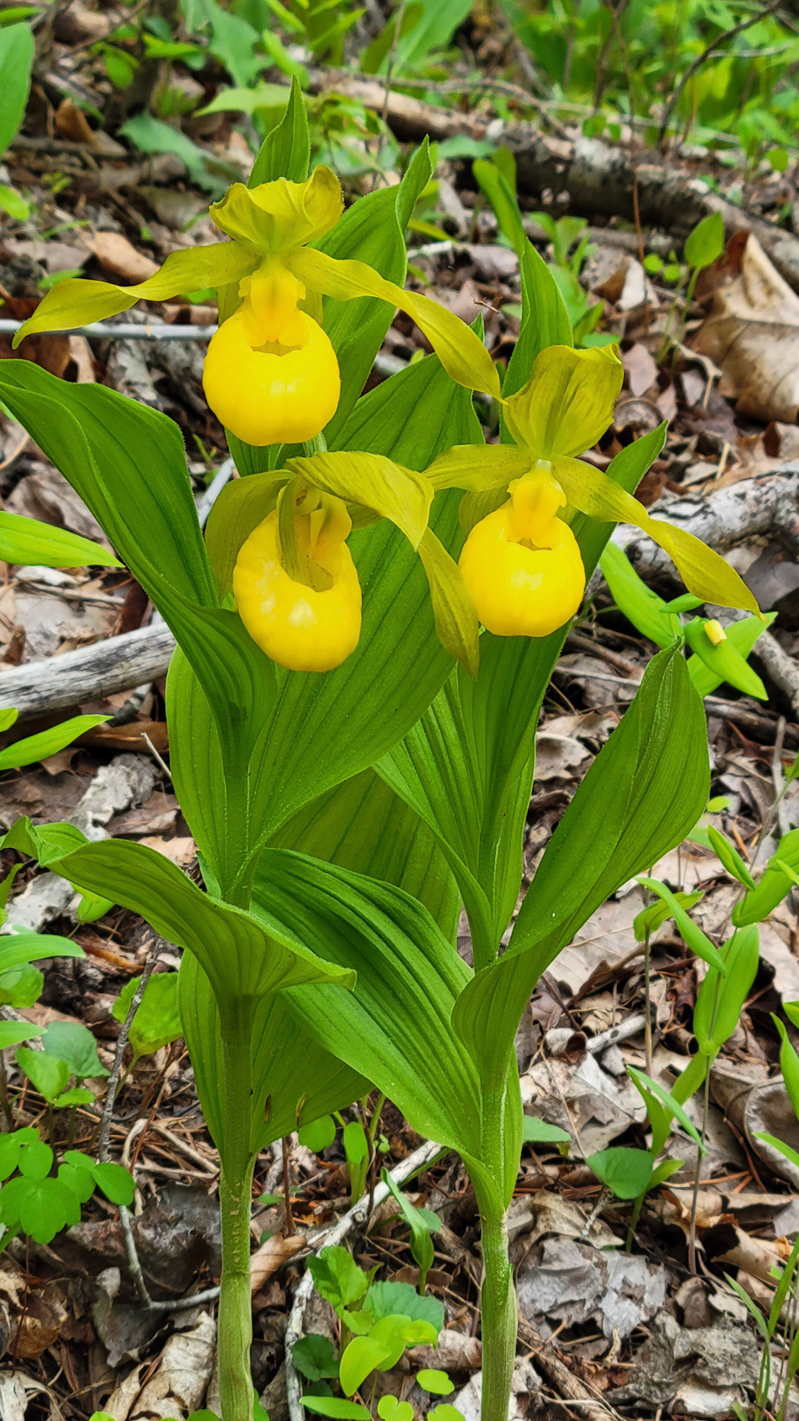 Yellow Lady Slipper