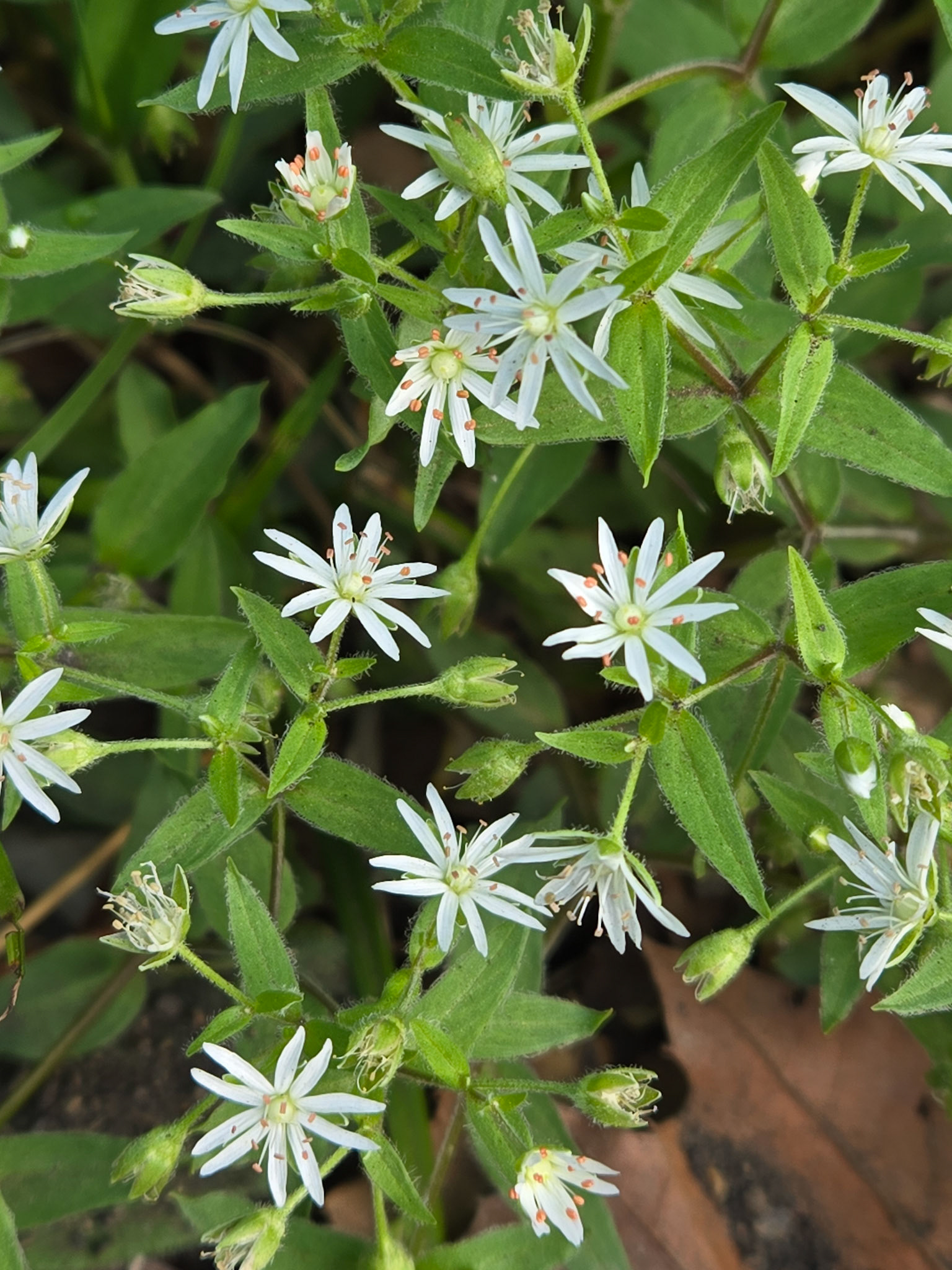 Star Chickweed