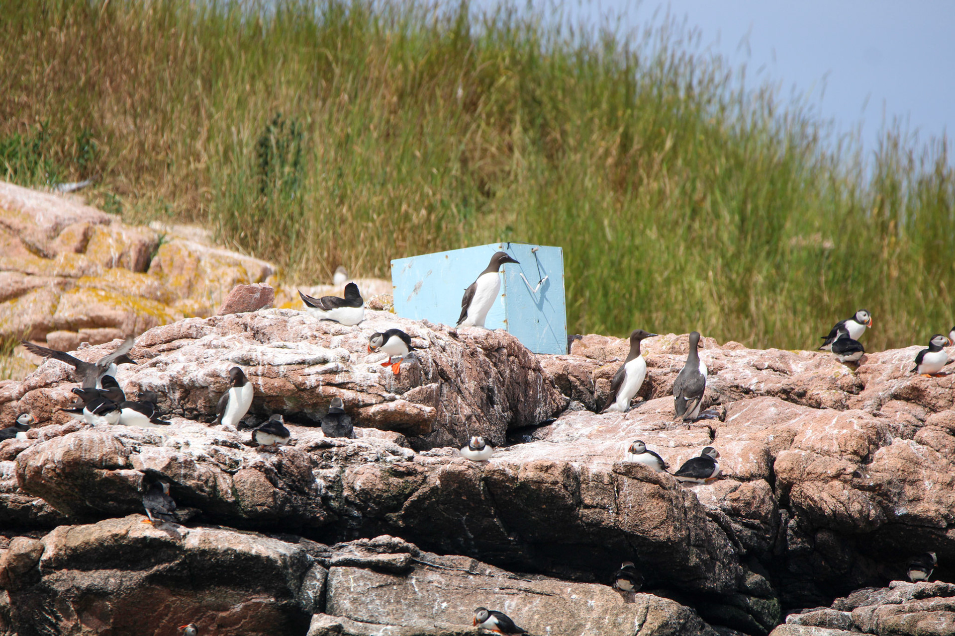 Atlantic Puffins, Common Murre, &amp; Razorbill