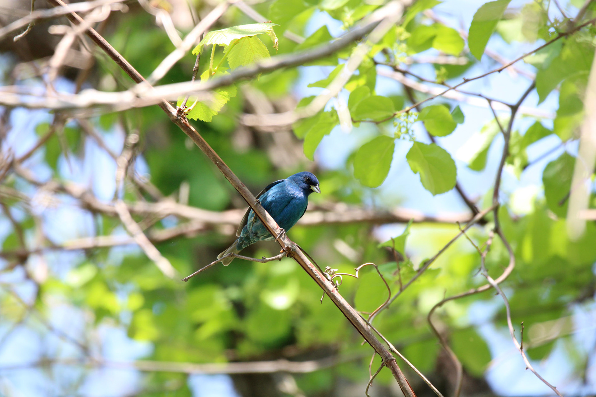 Indigo Bunting