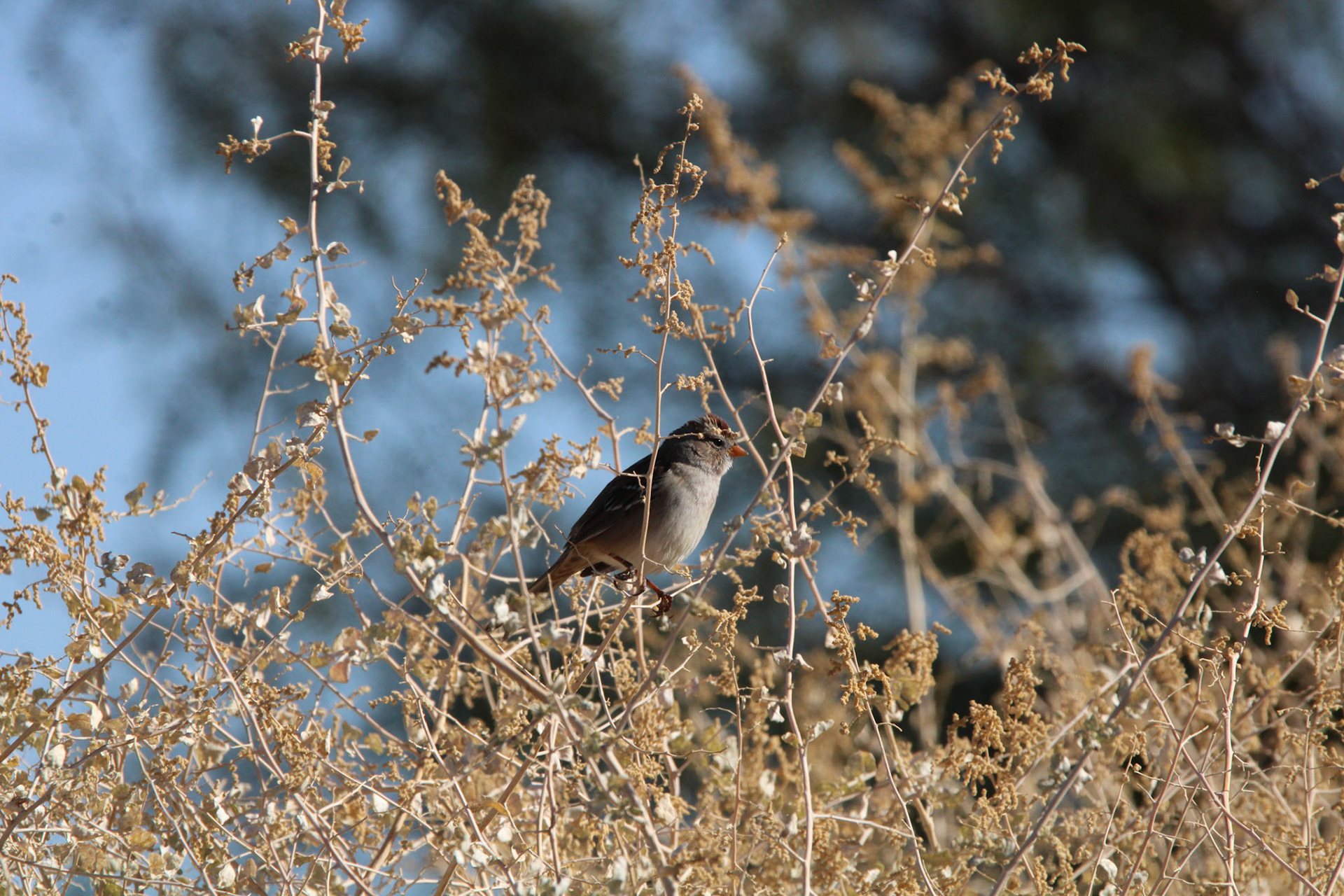 White-crowned Sparrow