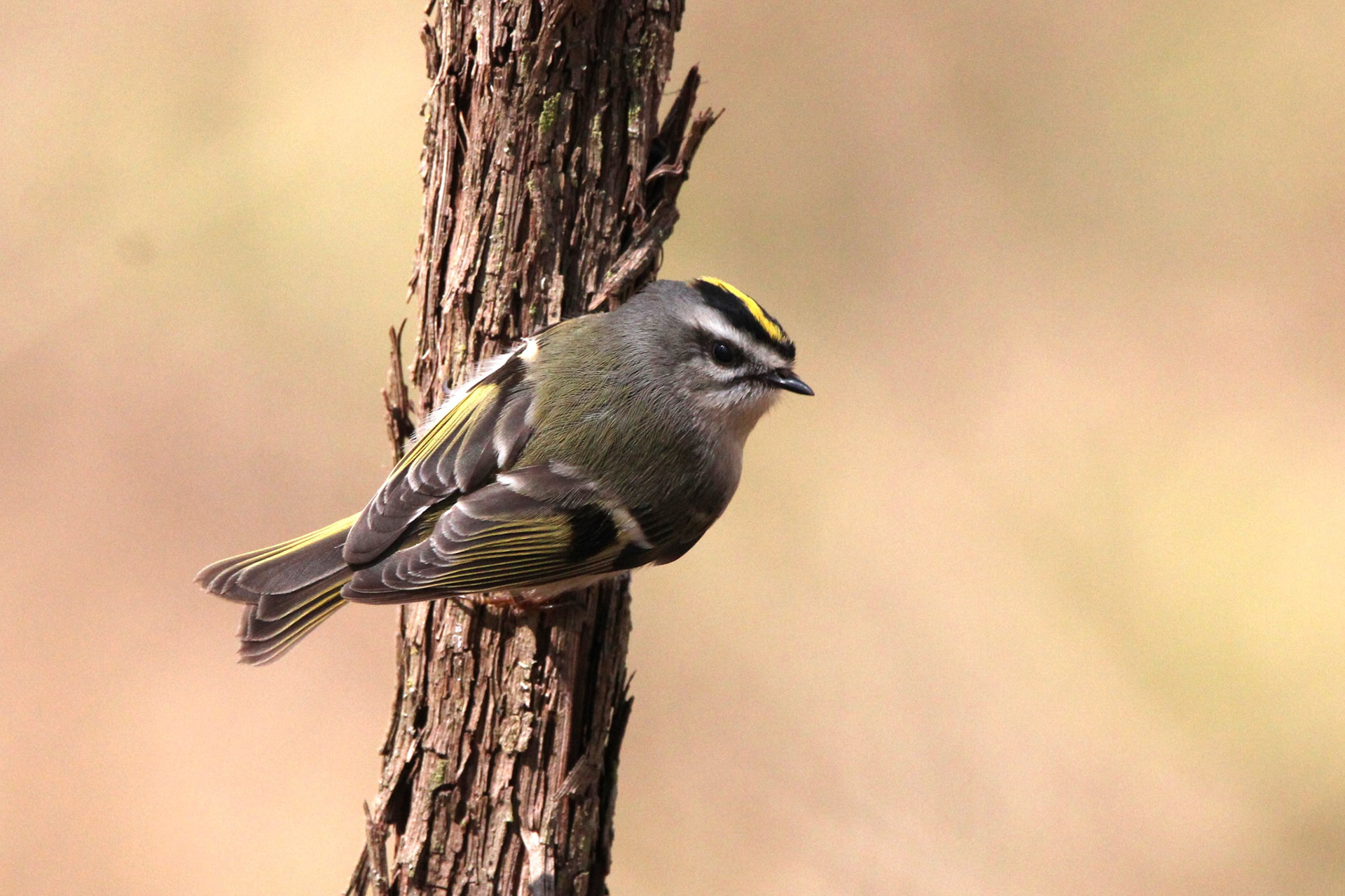 Golden-crowned Kinglet