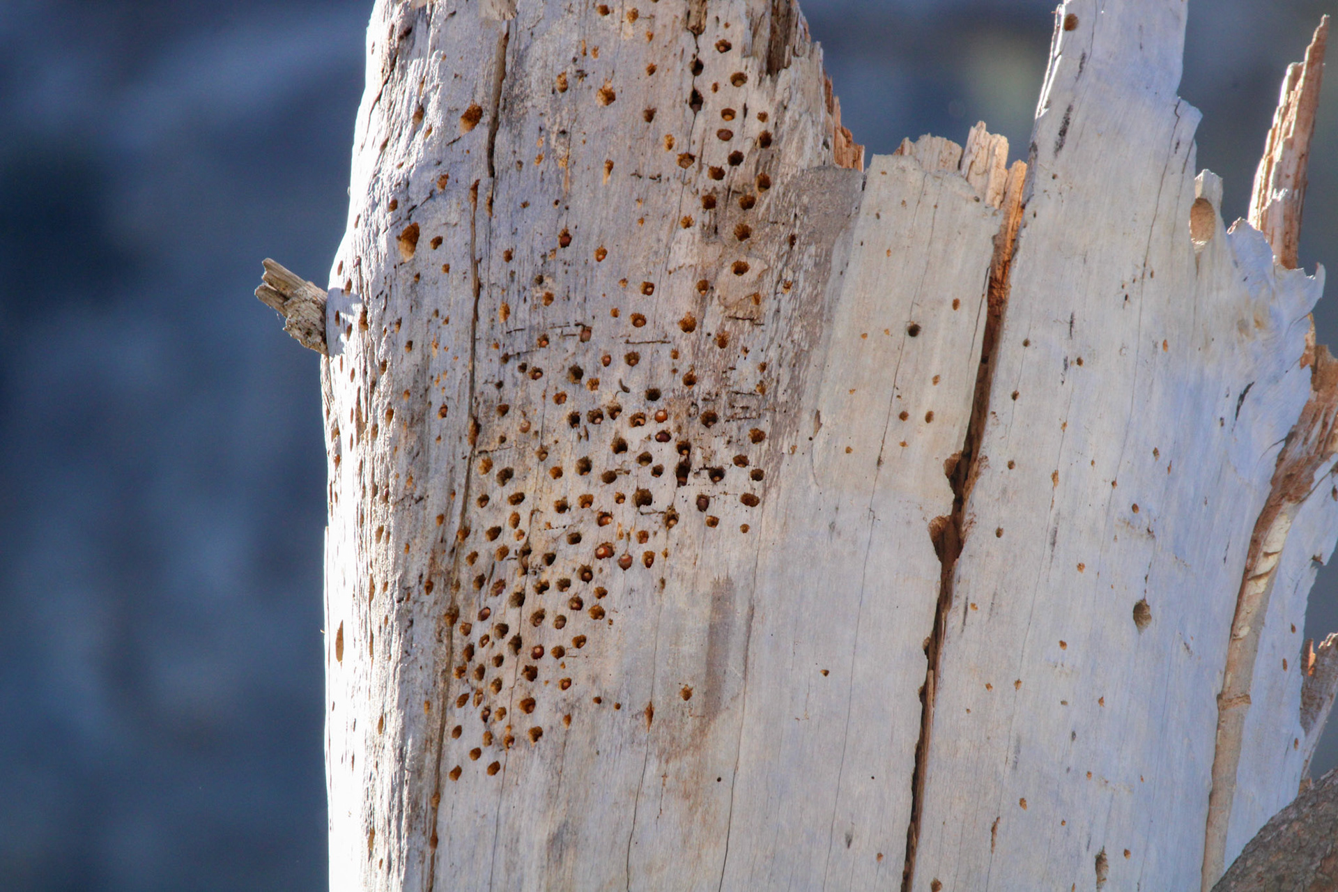 Acorn Woodpecker Acorn Tree - Yosemite Valley