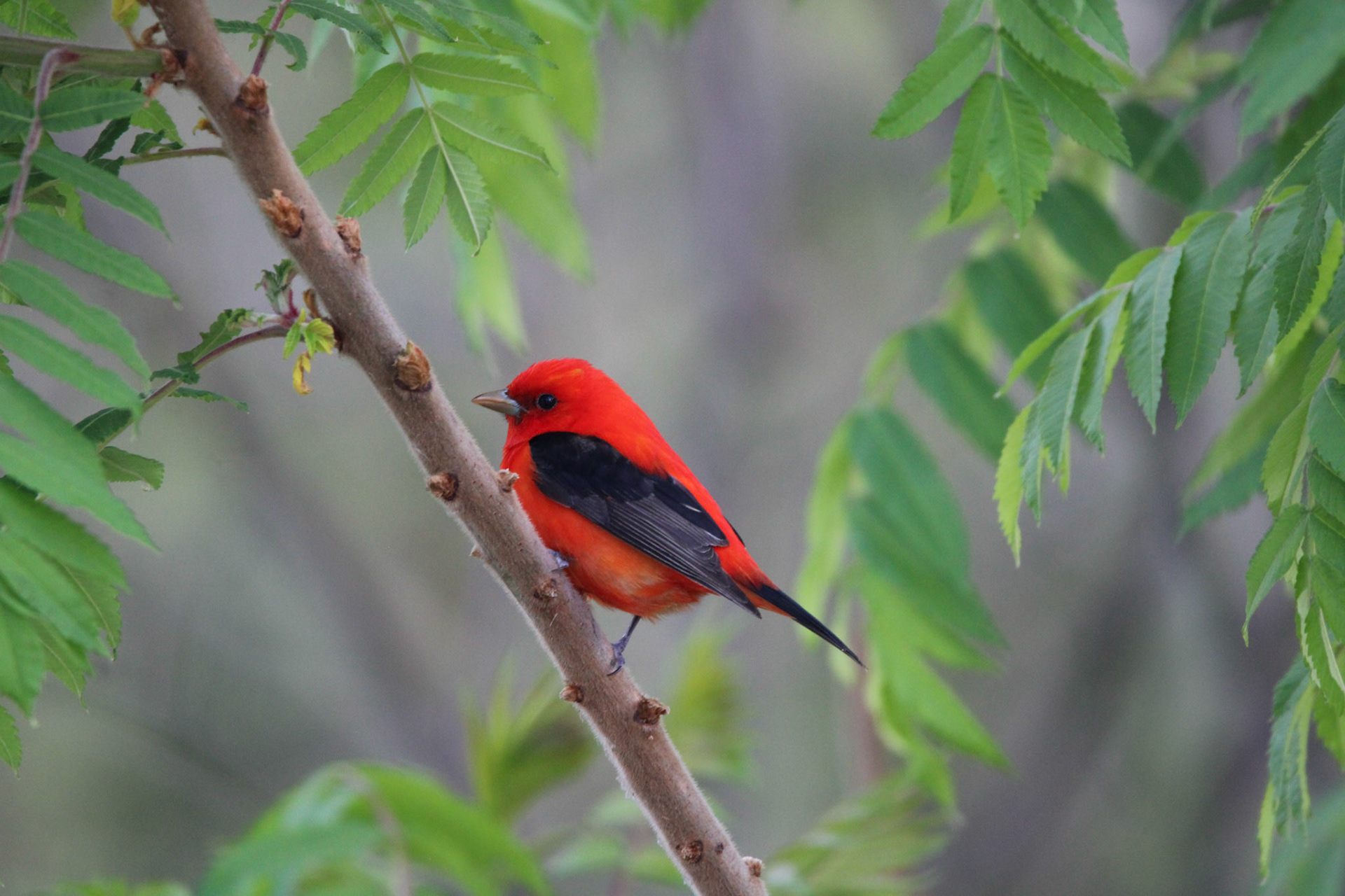 Scarlet Tanager