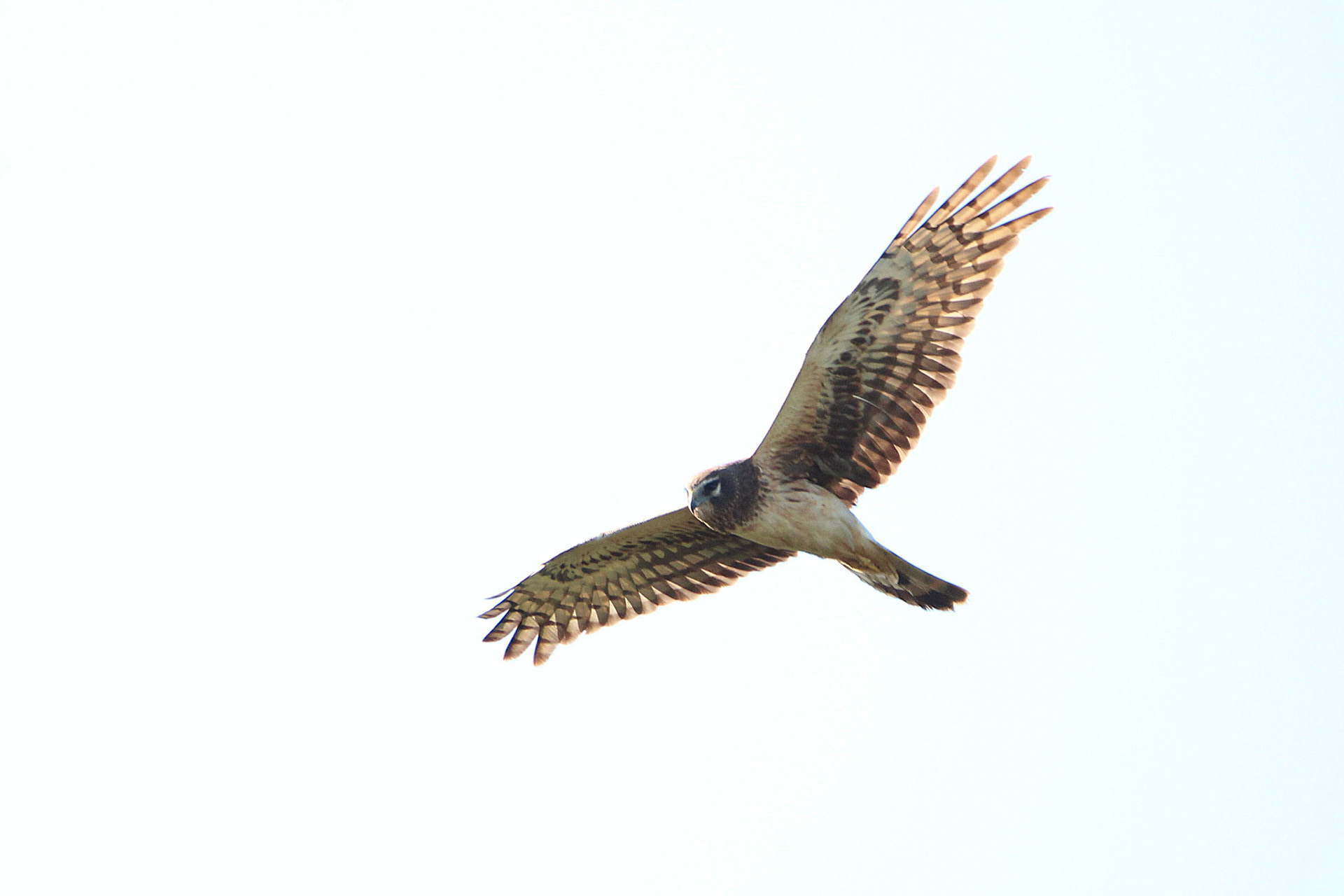 Northern Harrier - Green Cay Wetlands