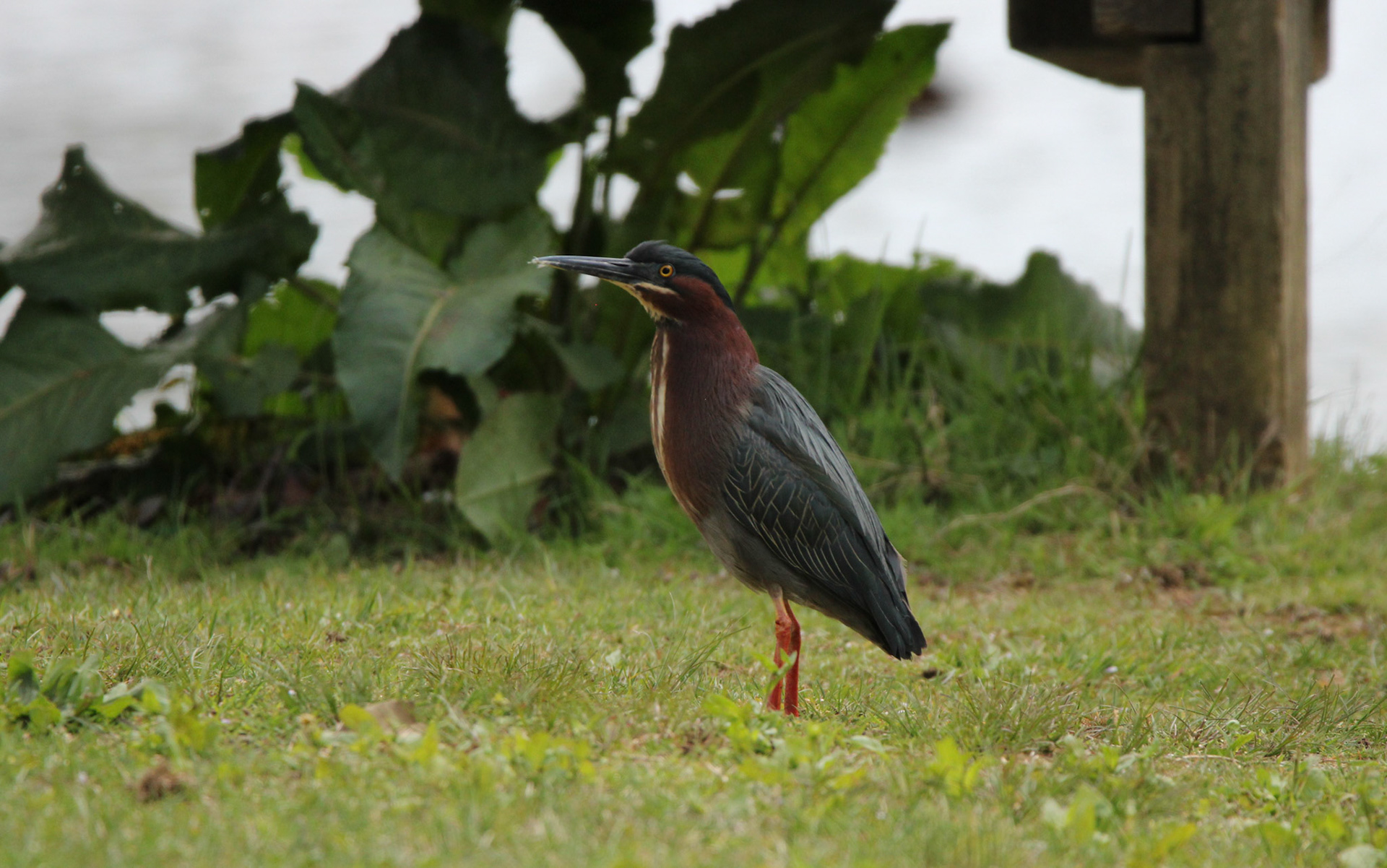 Green Heron