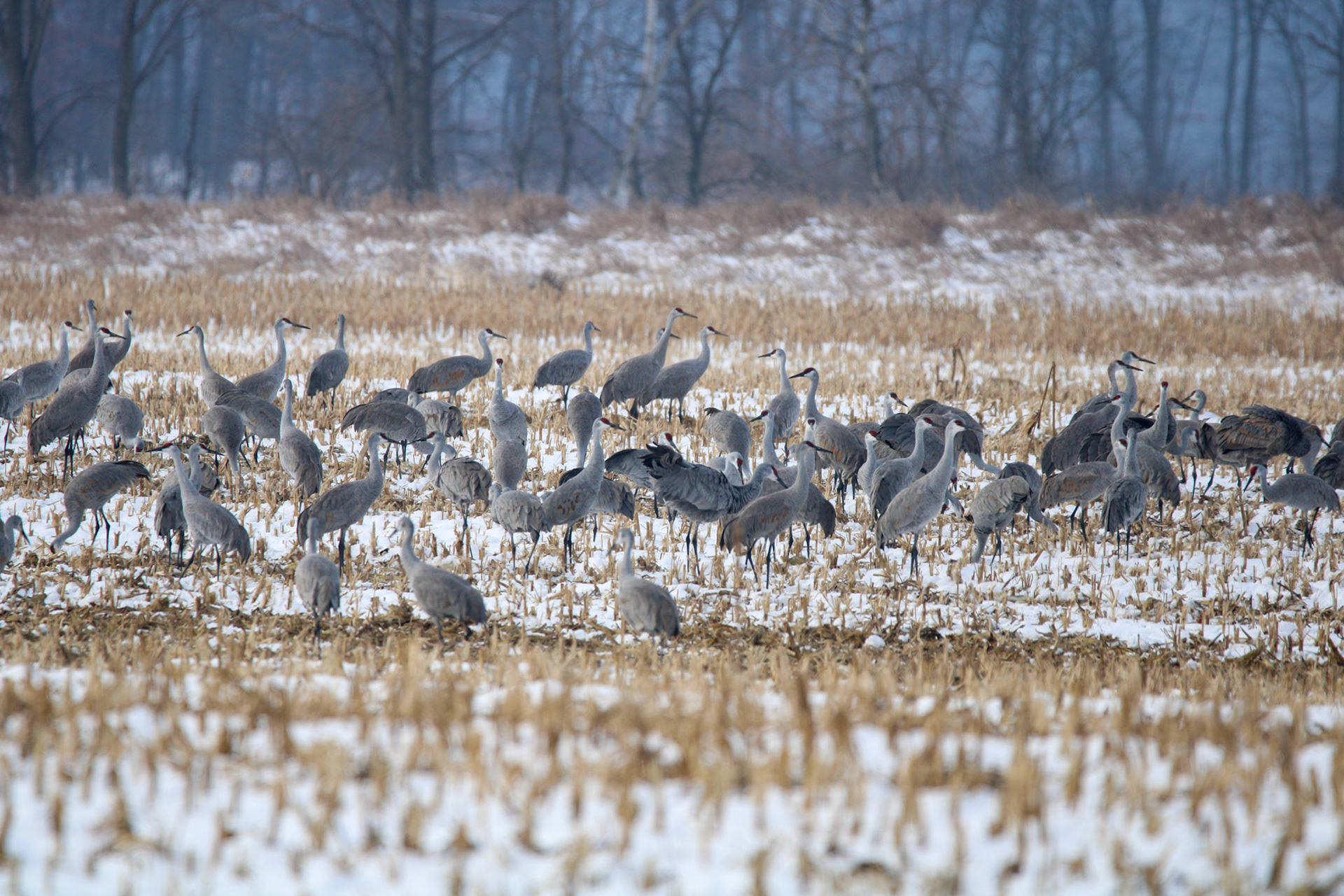 Sandhill Cranes