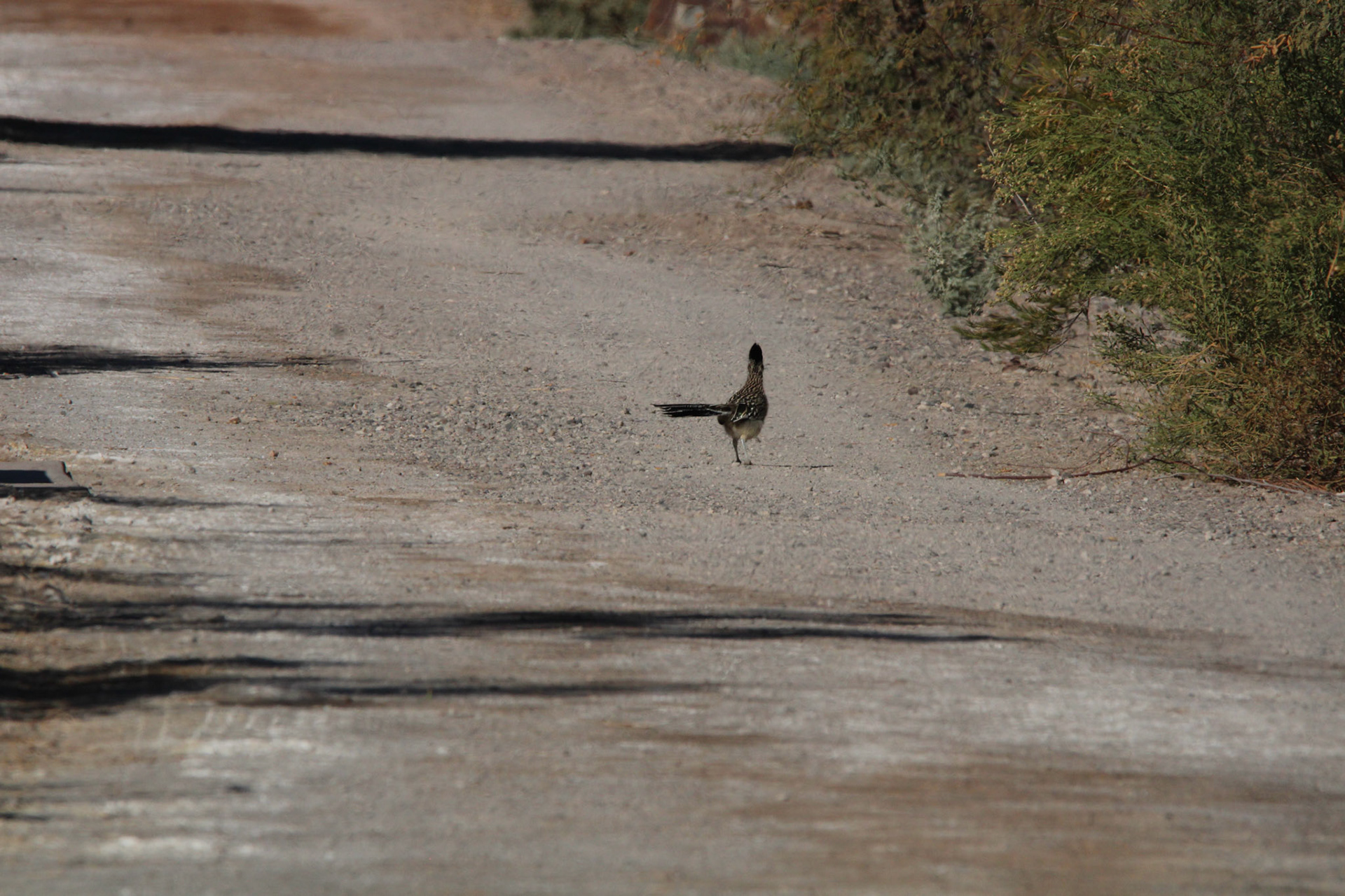 Greater Roadrunner