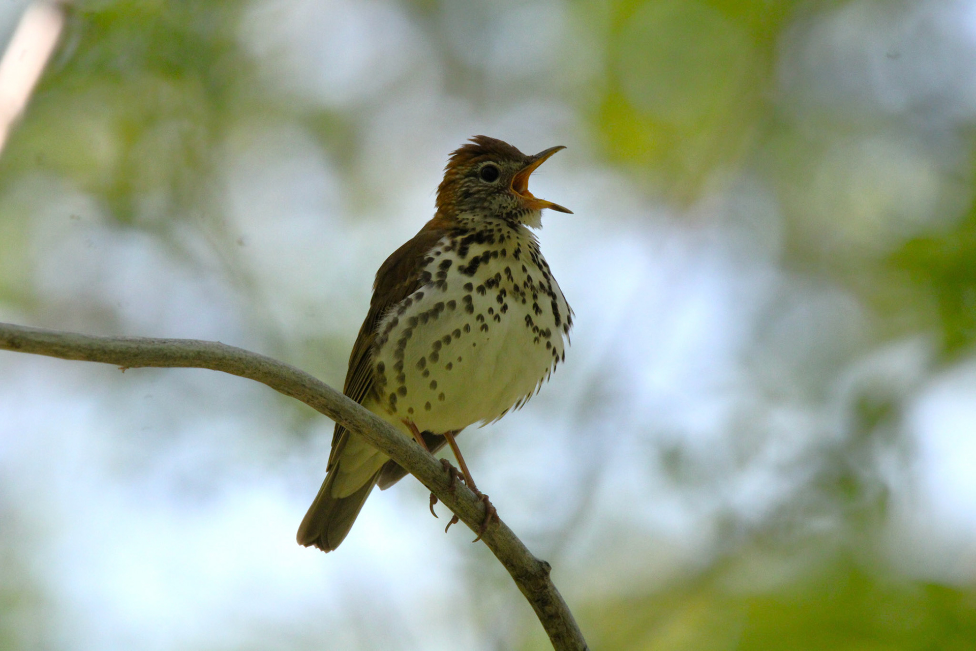 Wood Thrush