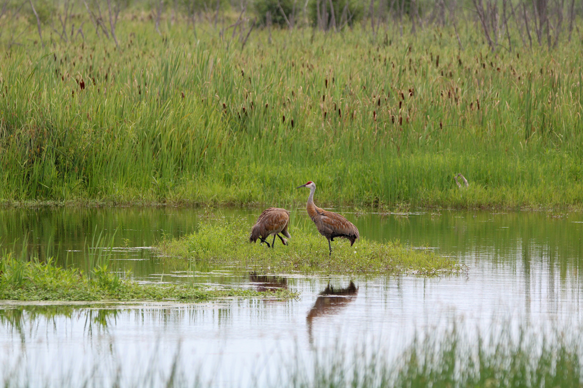 Sandhill Cranes