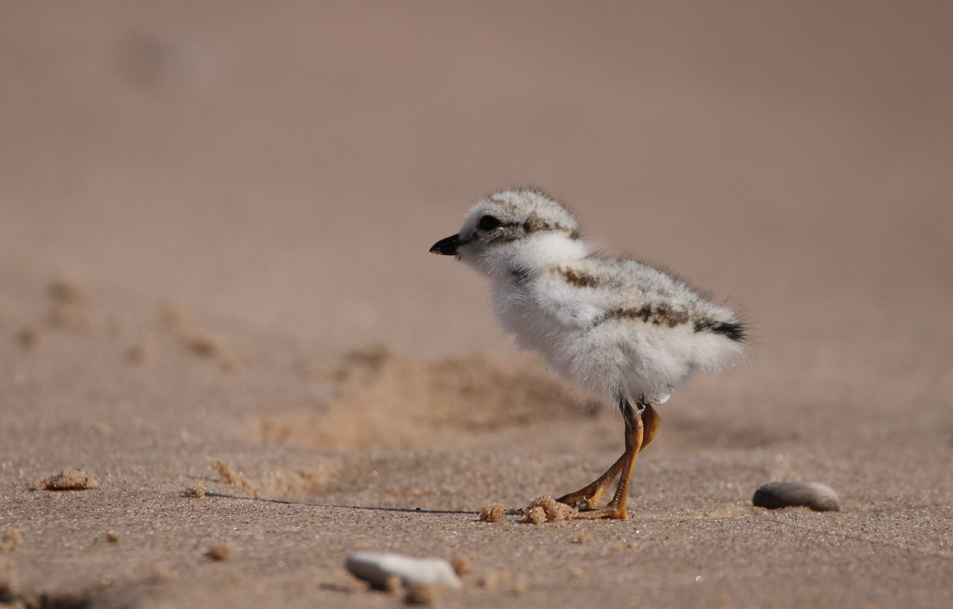 Piping Plover
