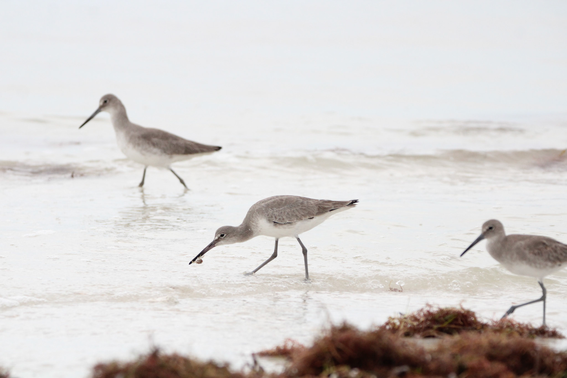 Willet