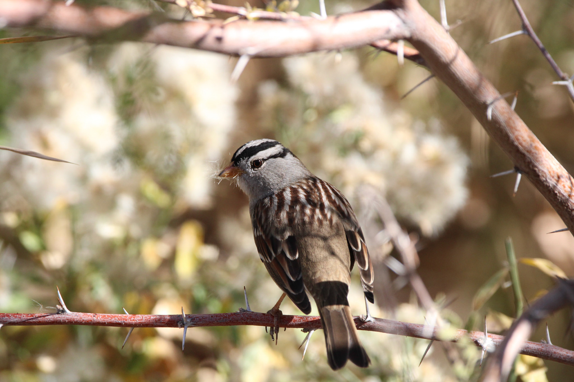 White-crowned Sparrow