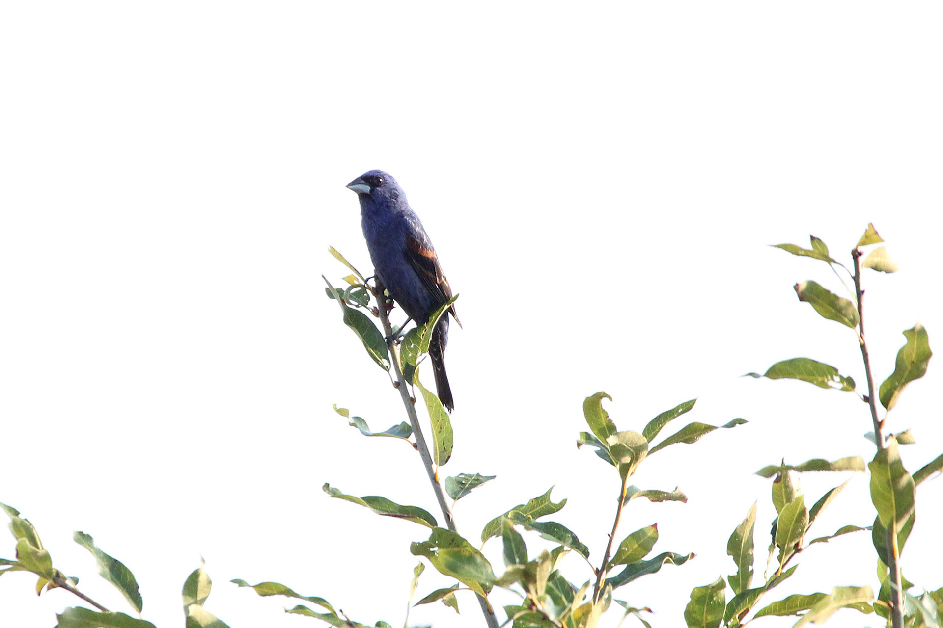 Blue Grosbeak