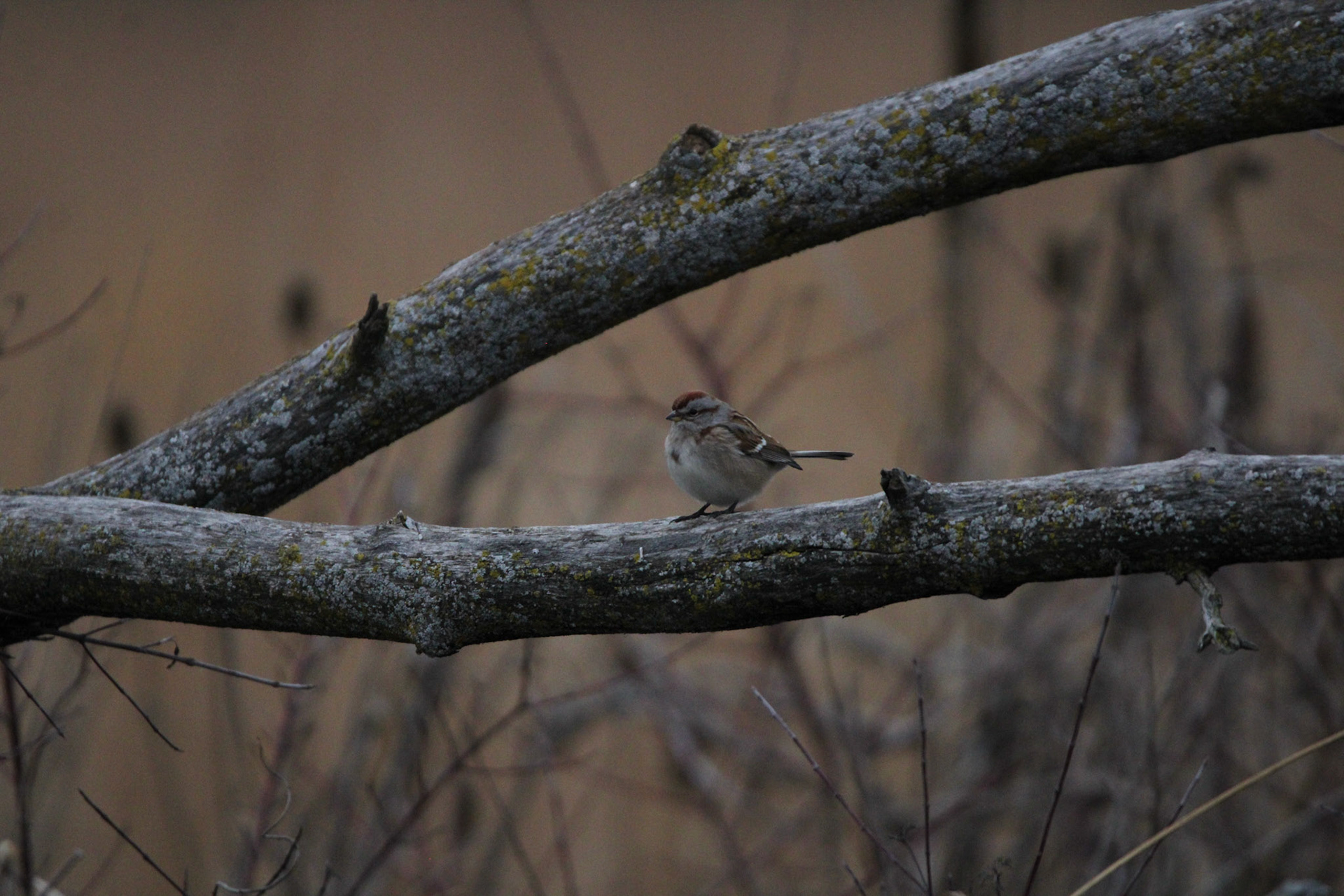 American Tree Sparrow