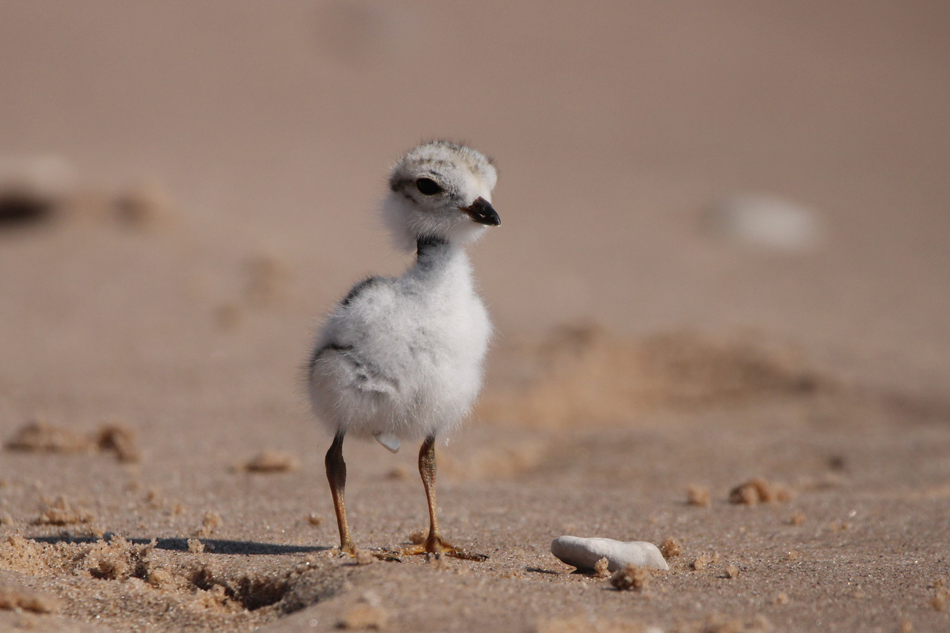 Piping Plover