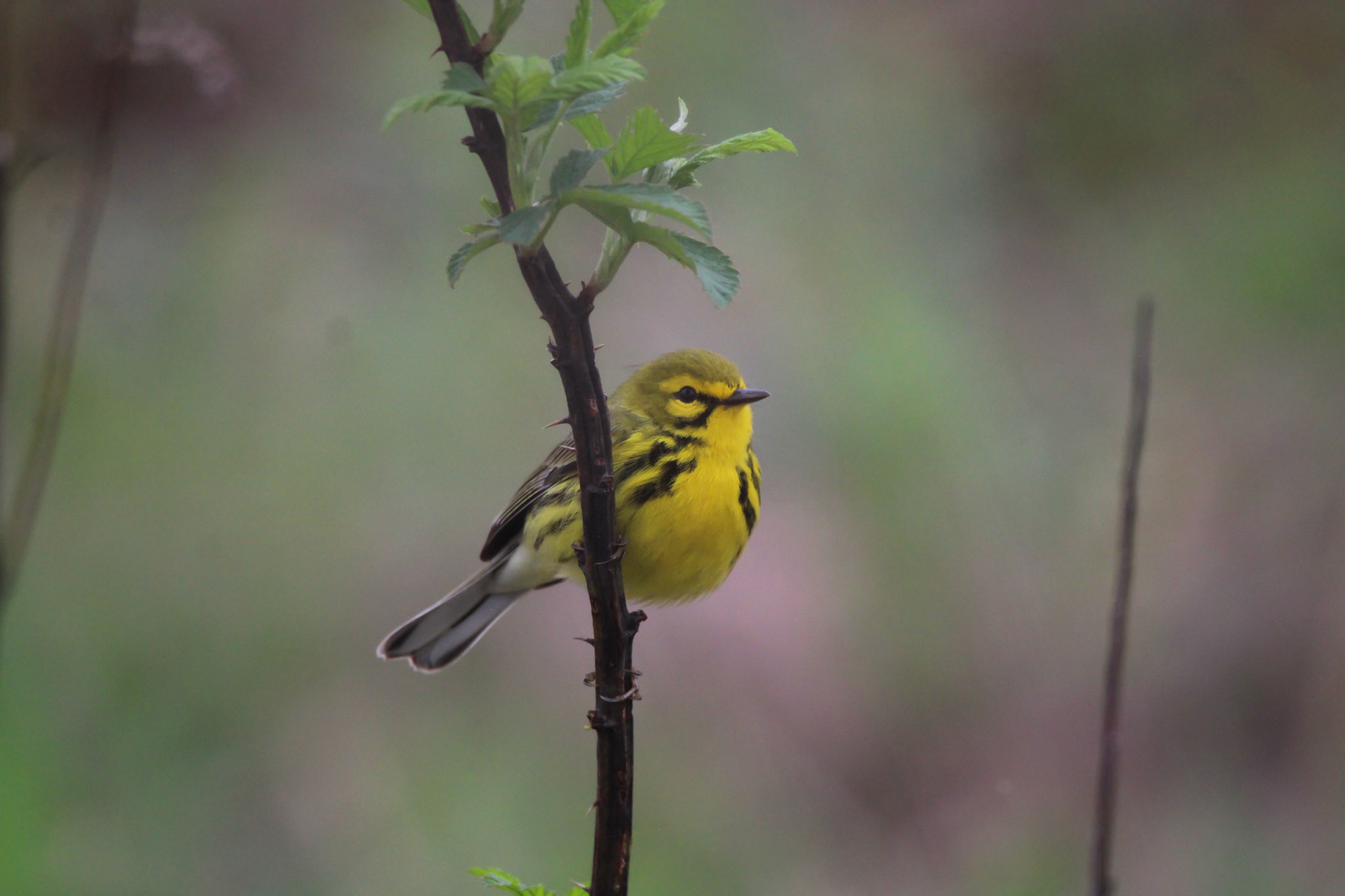 Prairie Warbler