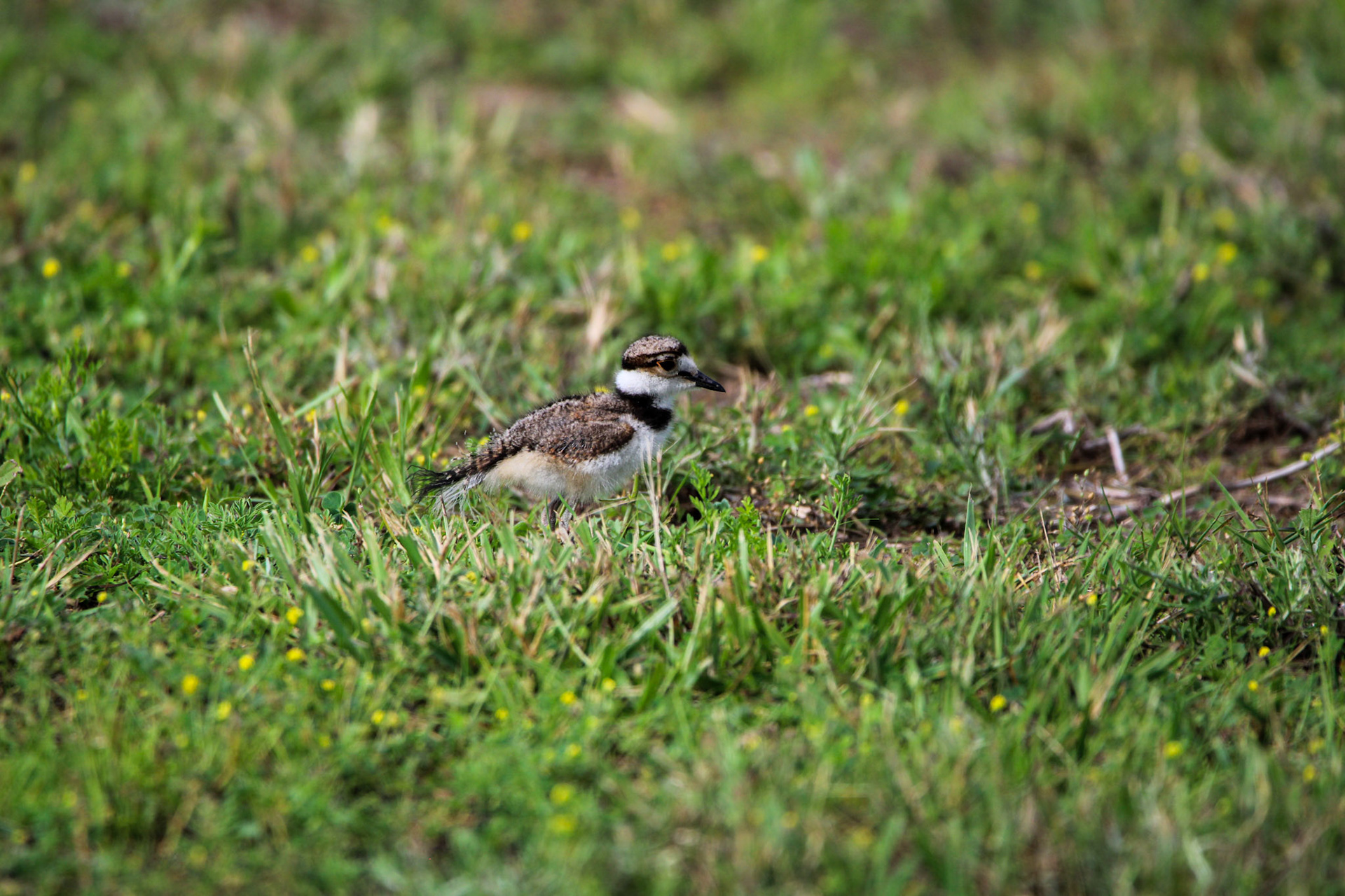 Killdeer
