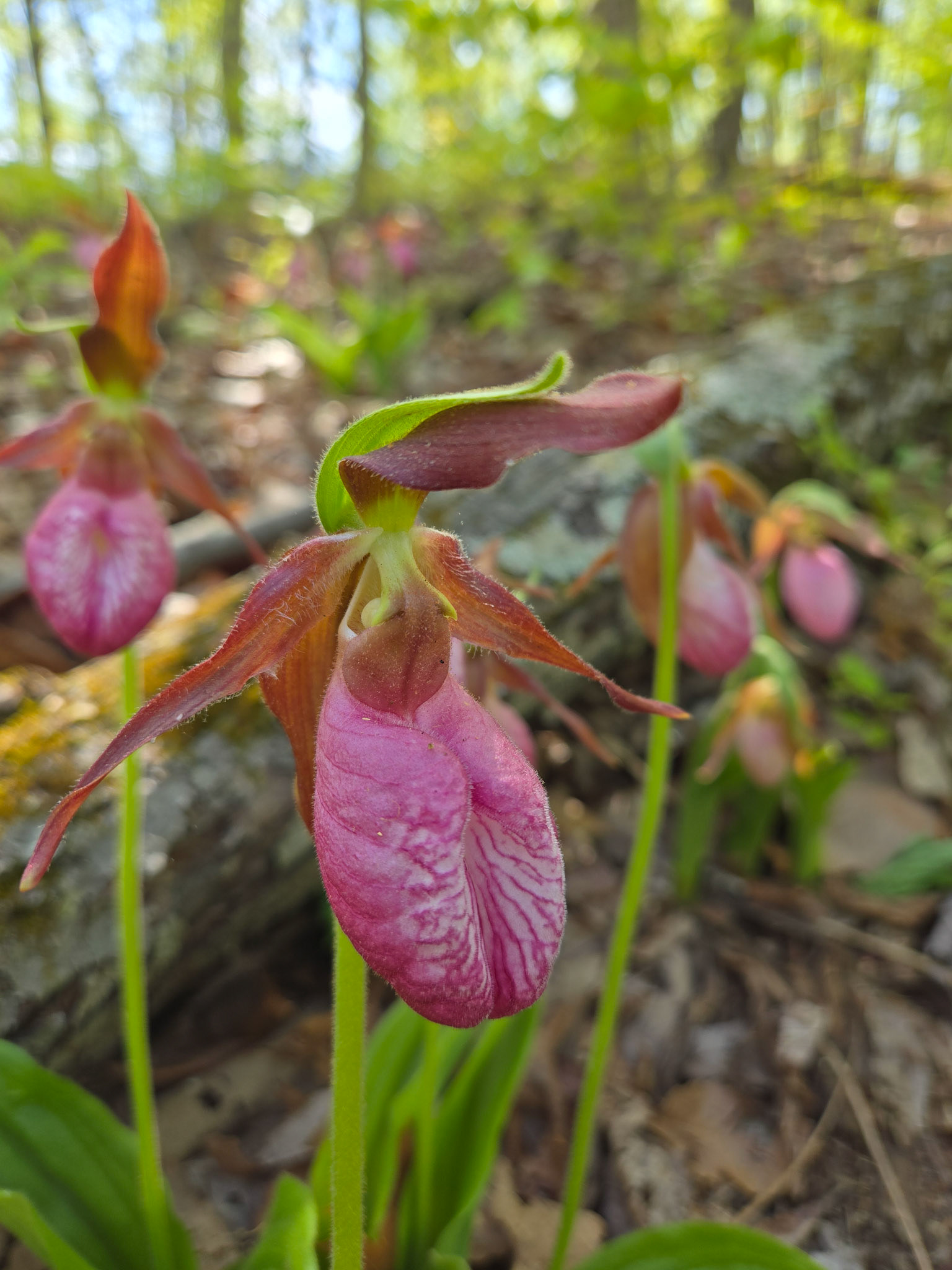 Pink Lady's Slipper