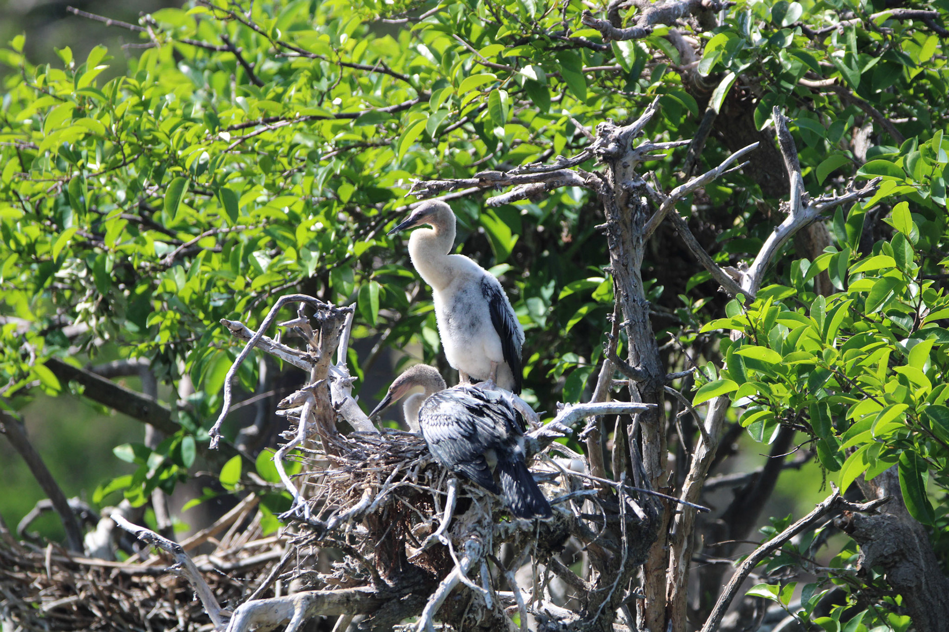 Anhinga - Wakodahatchee Wetlands
