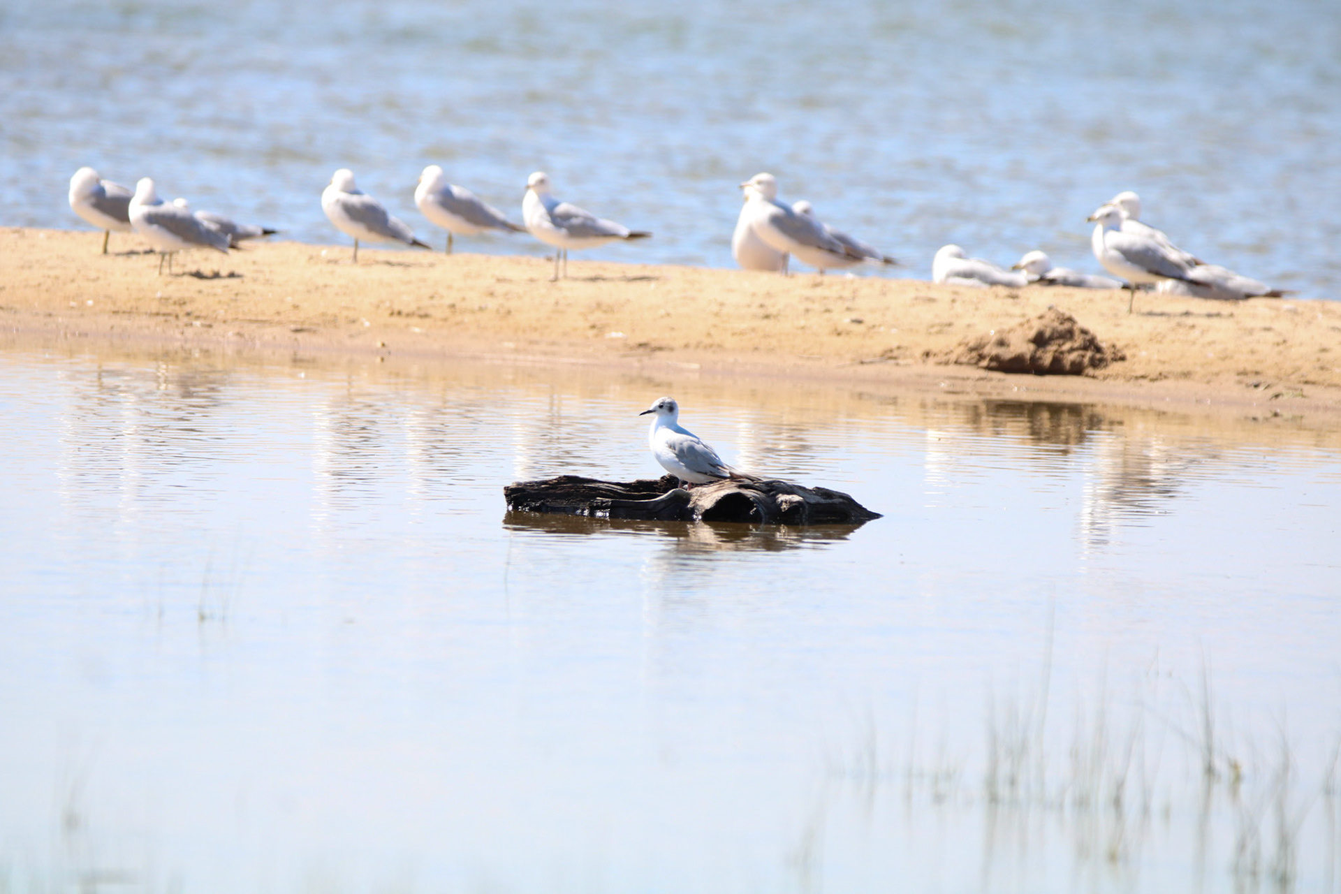Boneparte's Gull &amp; Ring-billed Gull