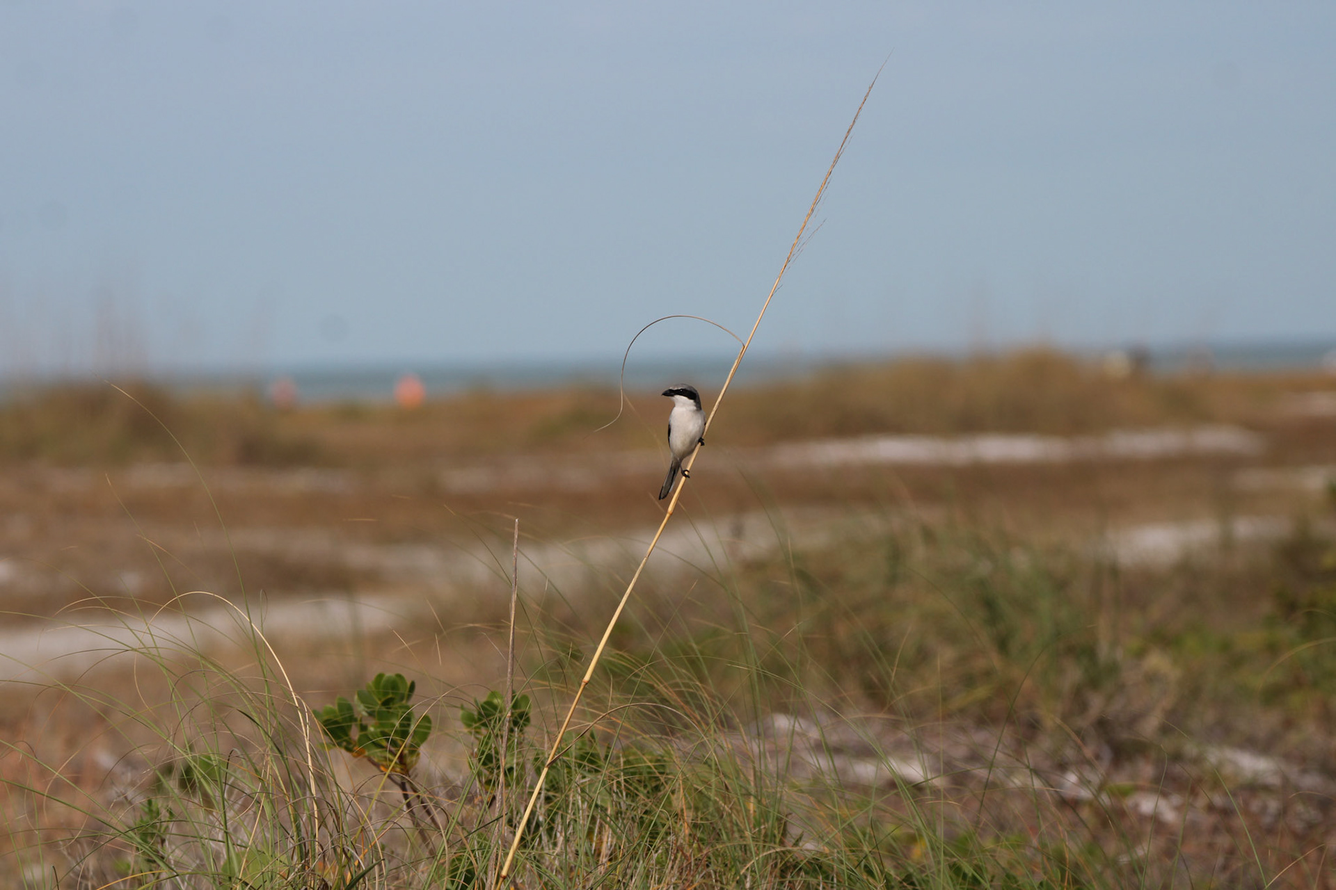 Loggerhead Shrike