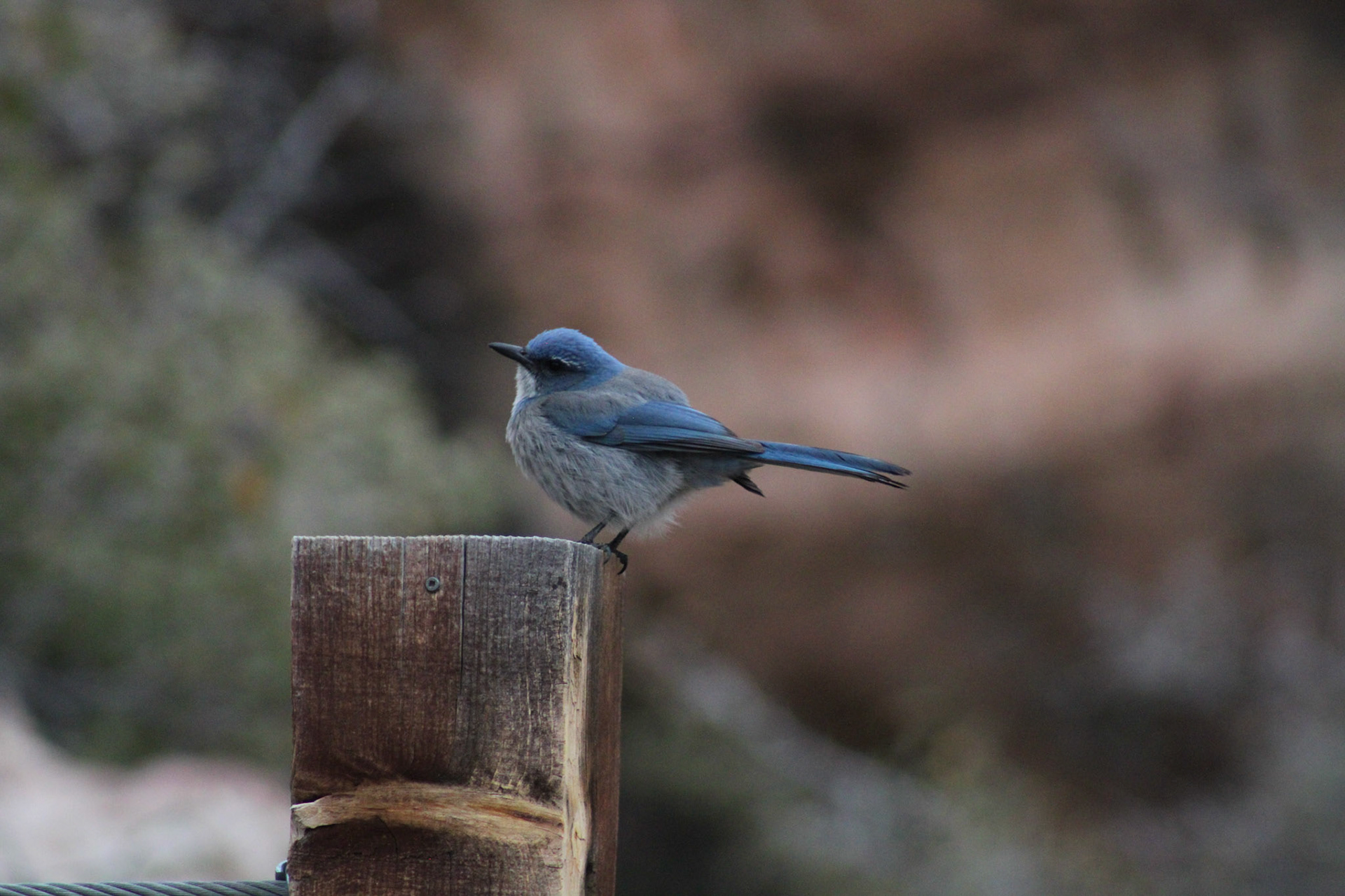 Woodhouse's Scrub Jay