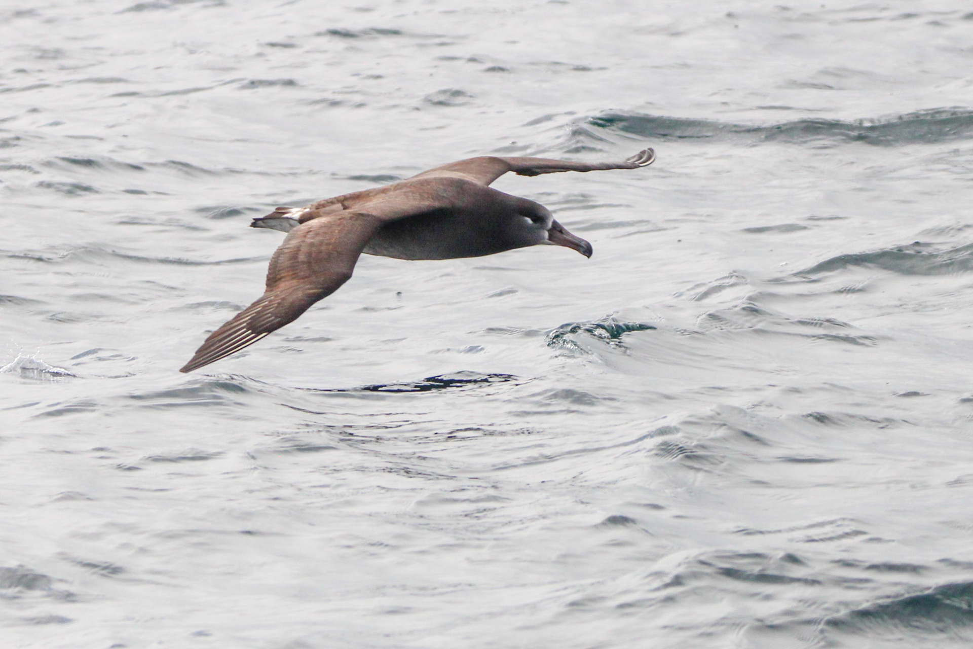 Black-footed Albatross -  Off the coast of Monterey Bay, CA