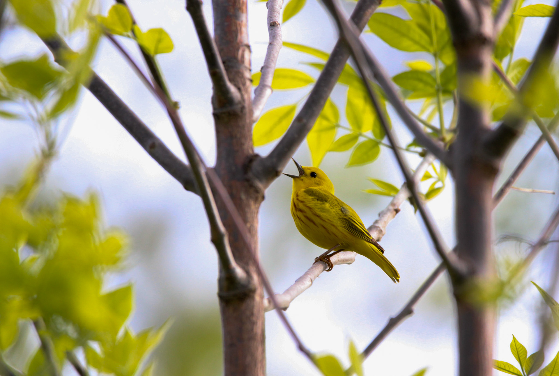Yellow Warbler