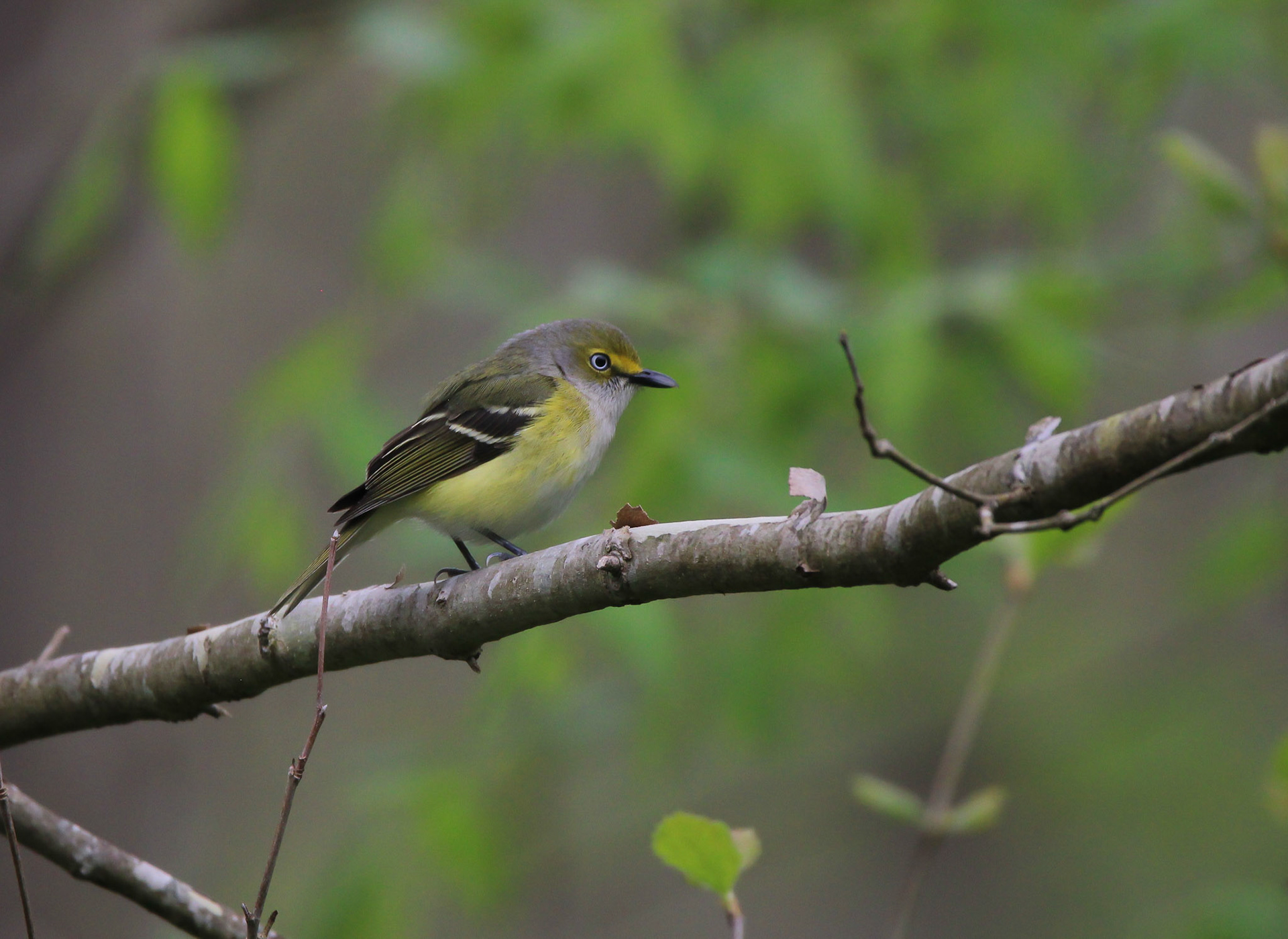 White-eyed Vireo