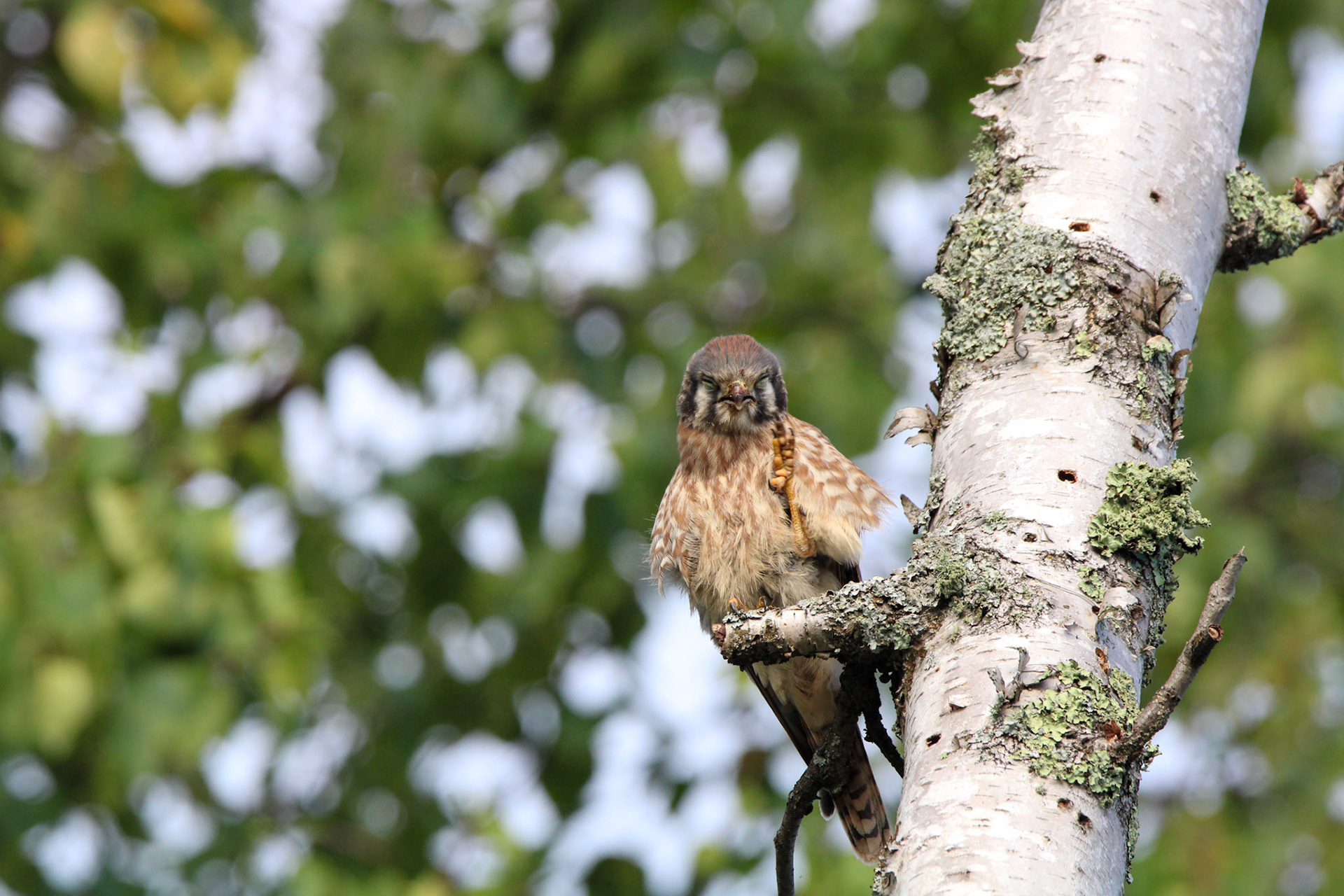 American Kestrel - Shipwreck Creek Campground