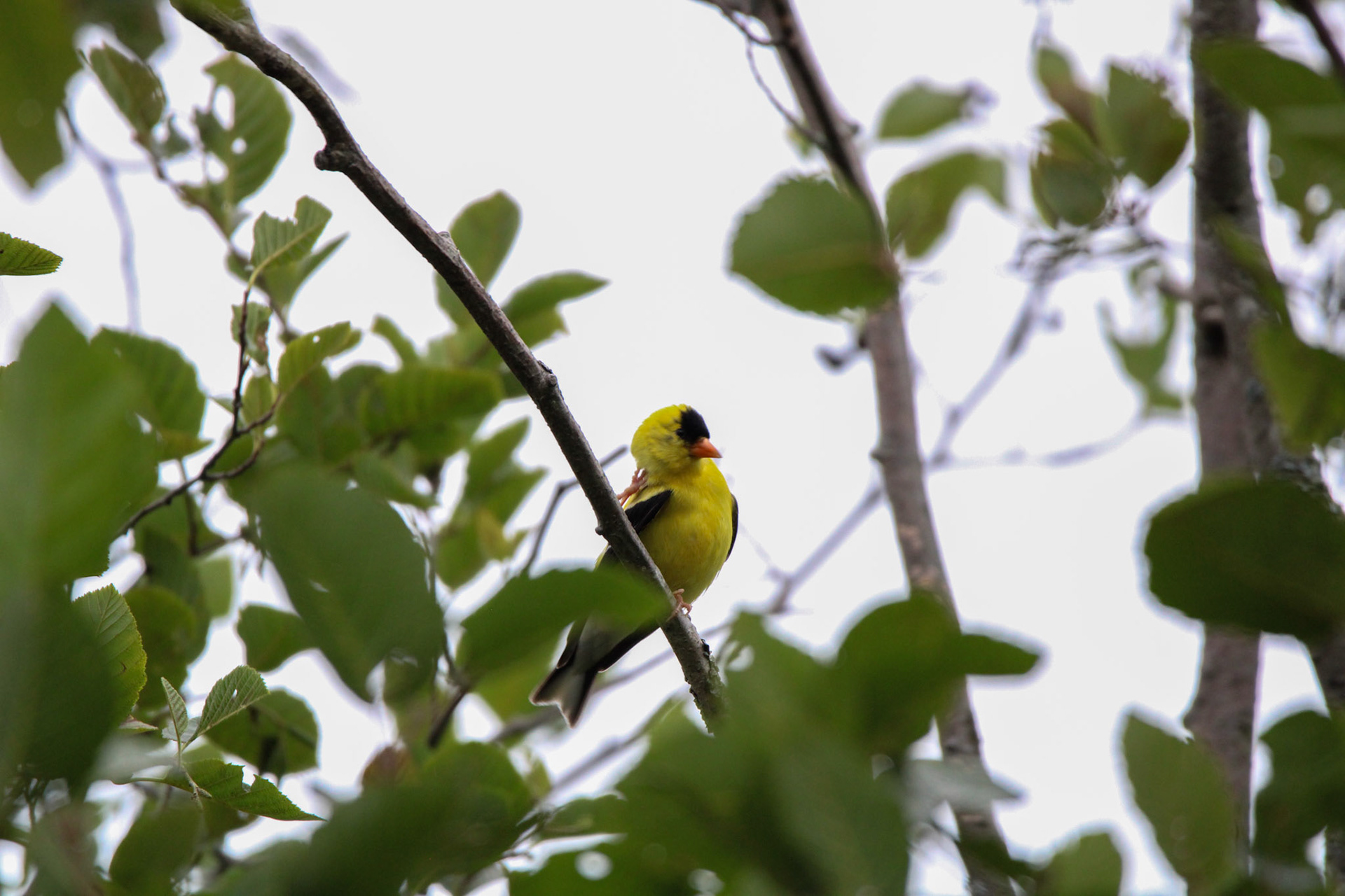 American Goldfinch - Shipwreck Creek Campground