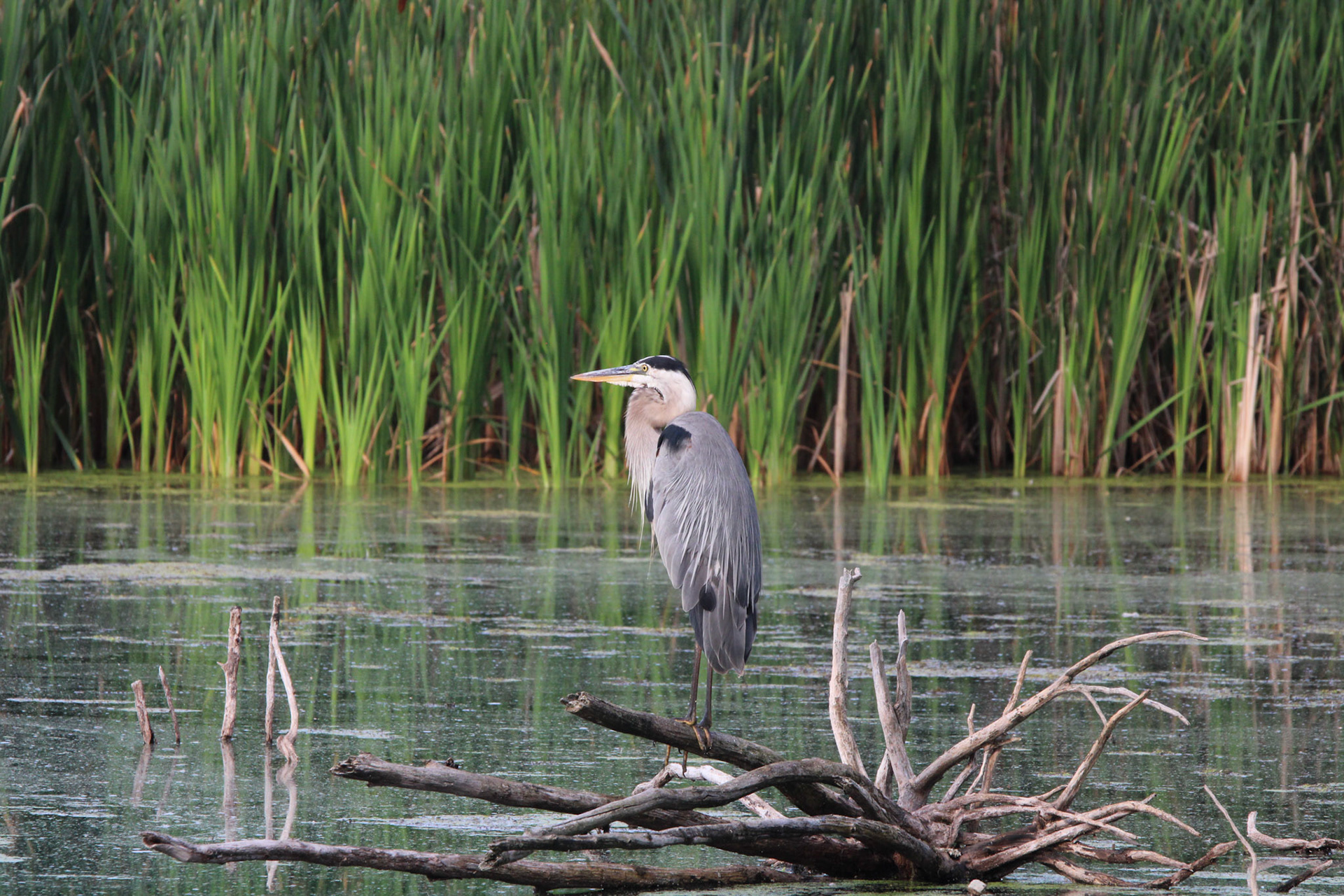 Great Blue Heron