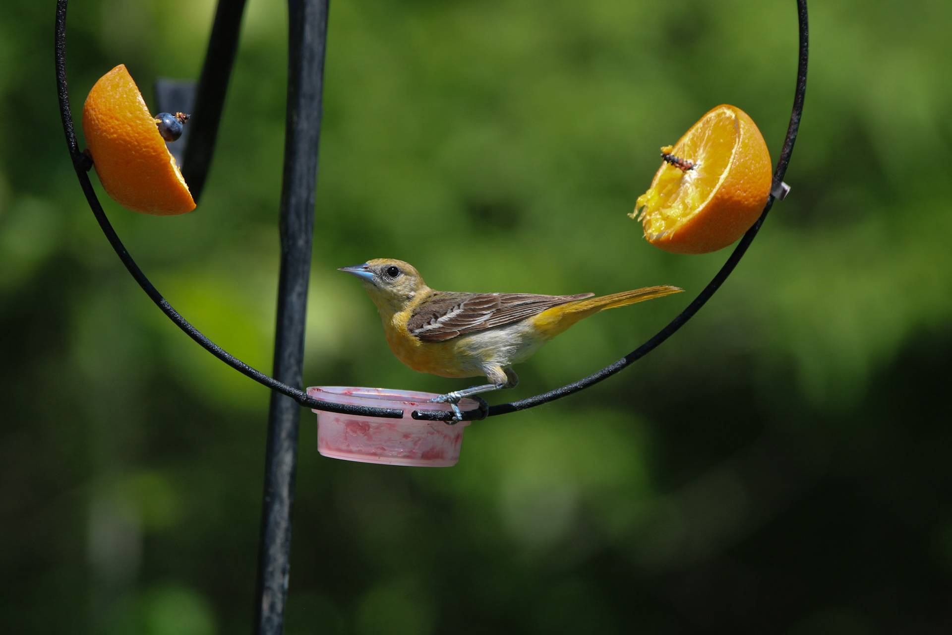 Orchard Oriole (F)
