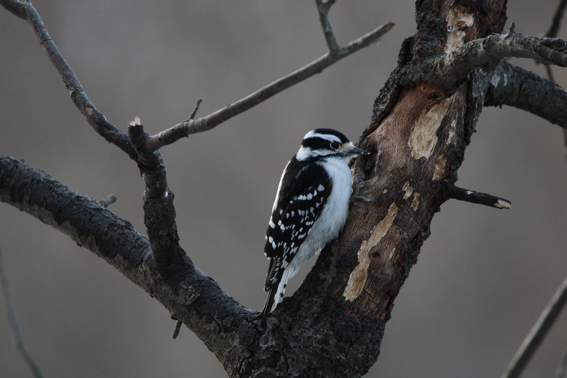 Downy Woodpecker