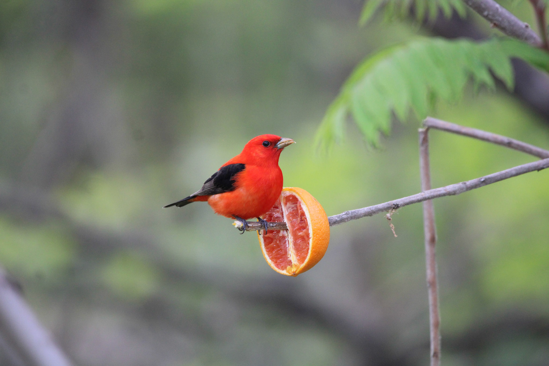 Scarlet Tanager
