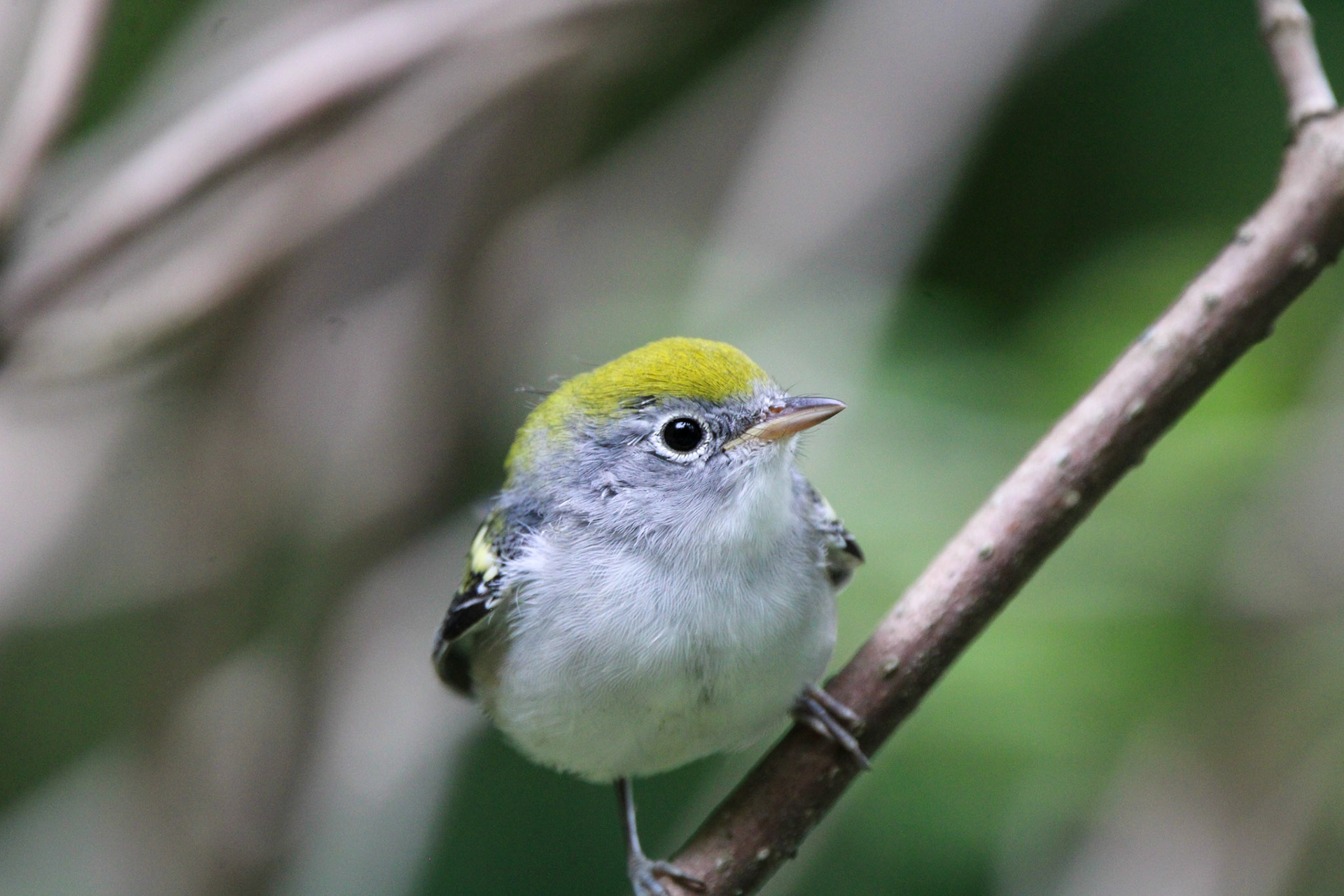 Chestnut-sided Warbler - Isle Royale National Park