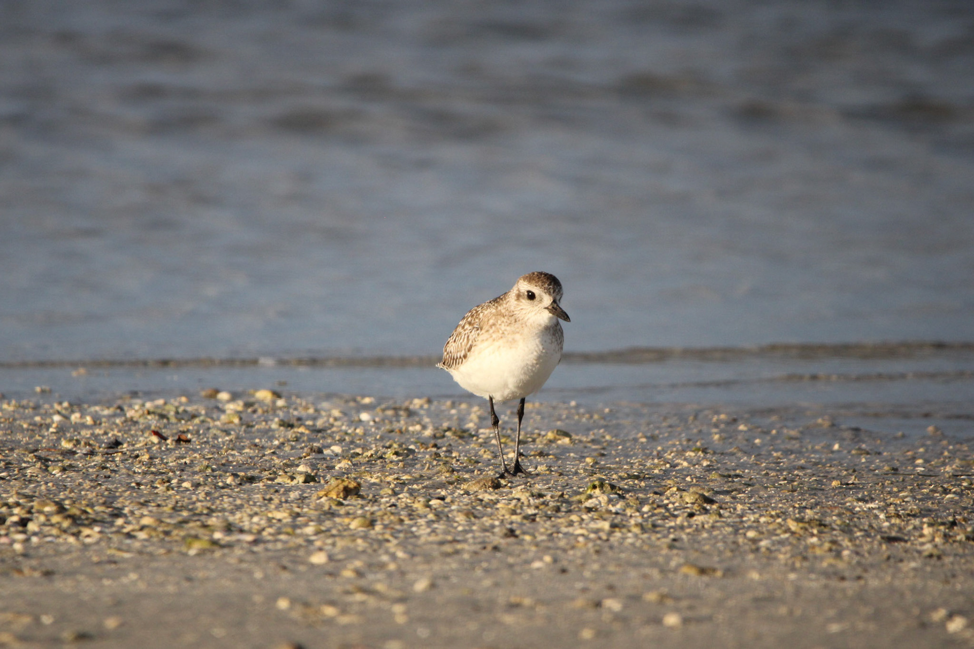 Black-bellied Plover