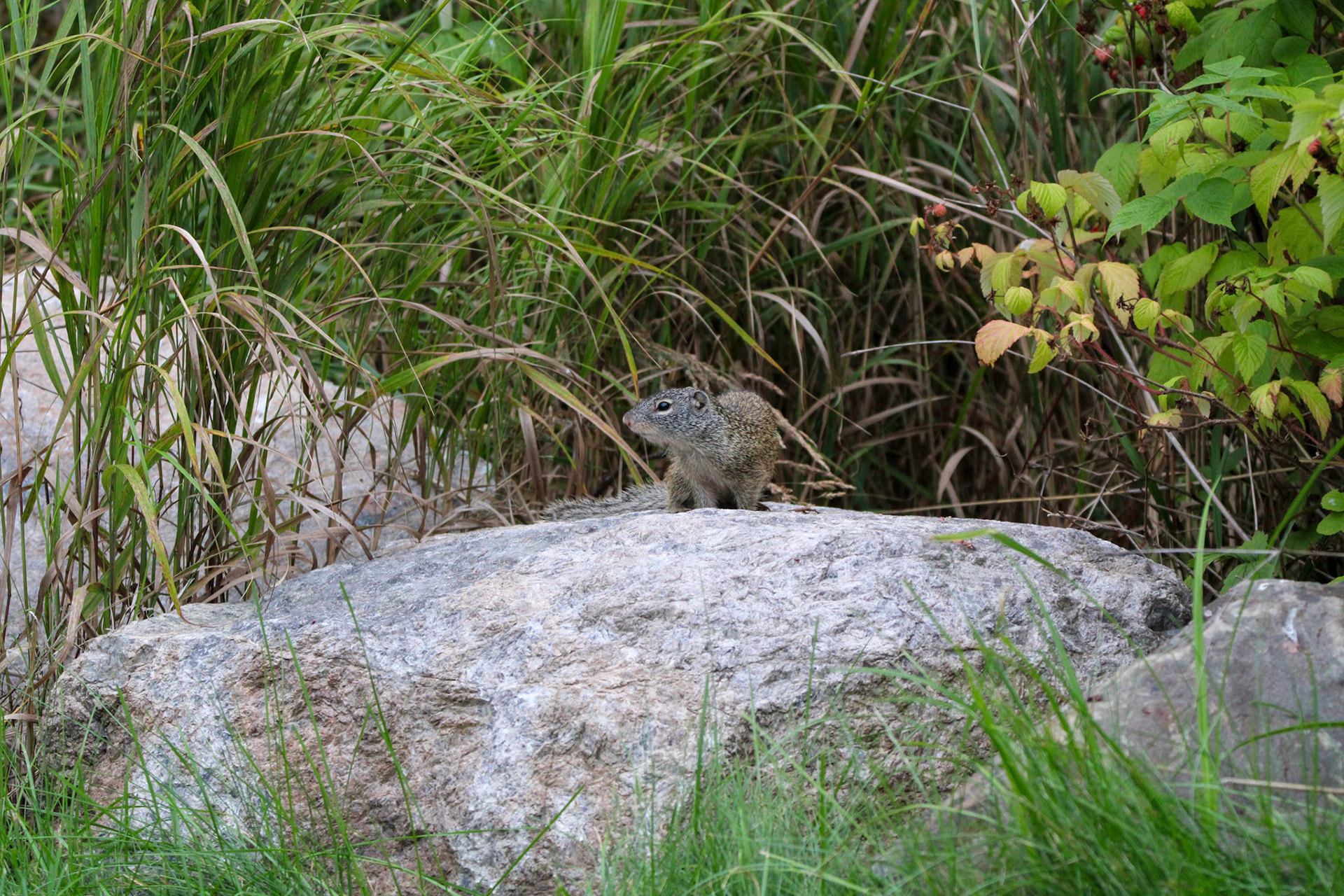 Franklin's Ground Squirrel - Shipwreck Creek Campground