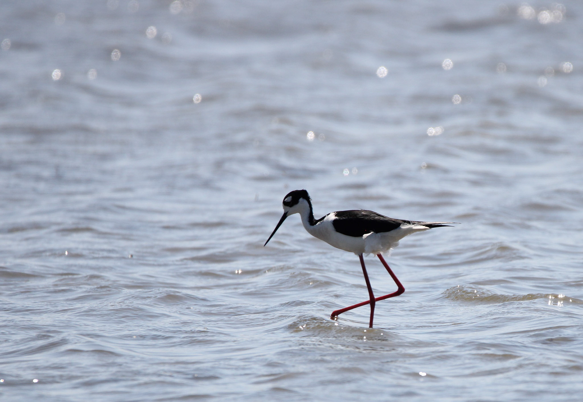 Black-necked Stilt