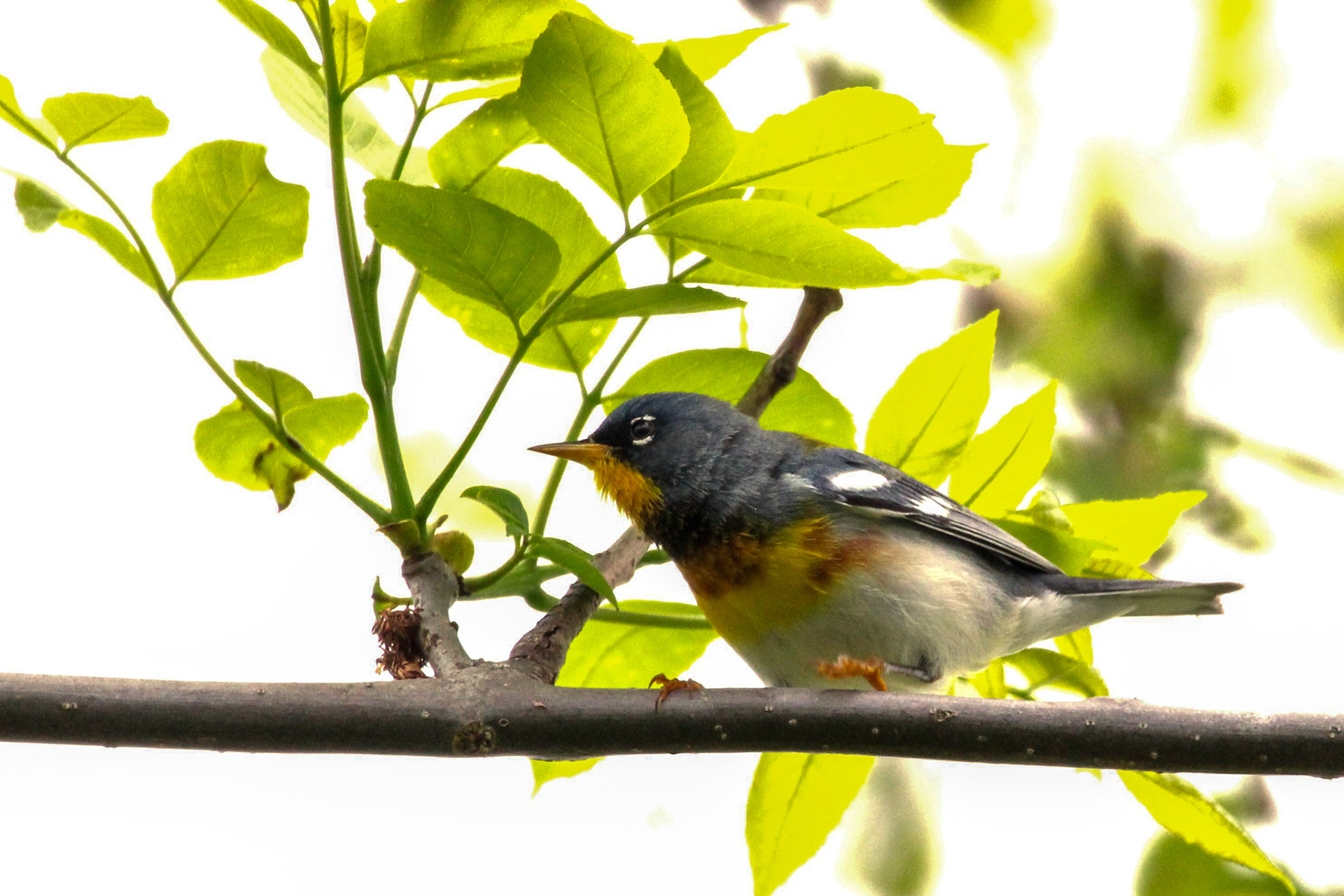 Northern Parula