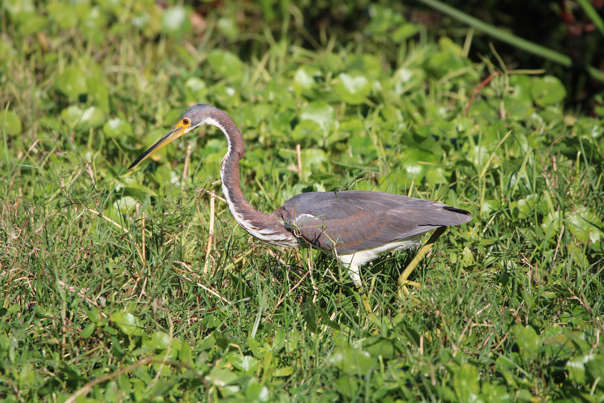 Tricolored Heron - Green Cay Wetlands