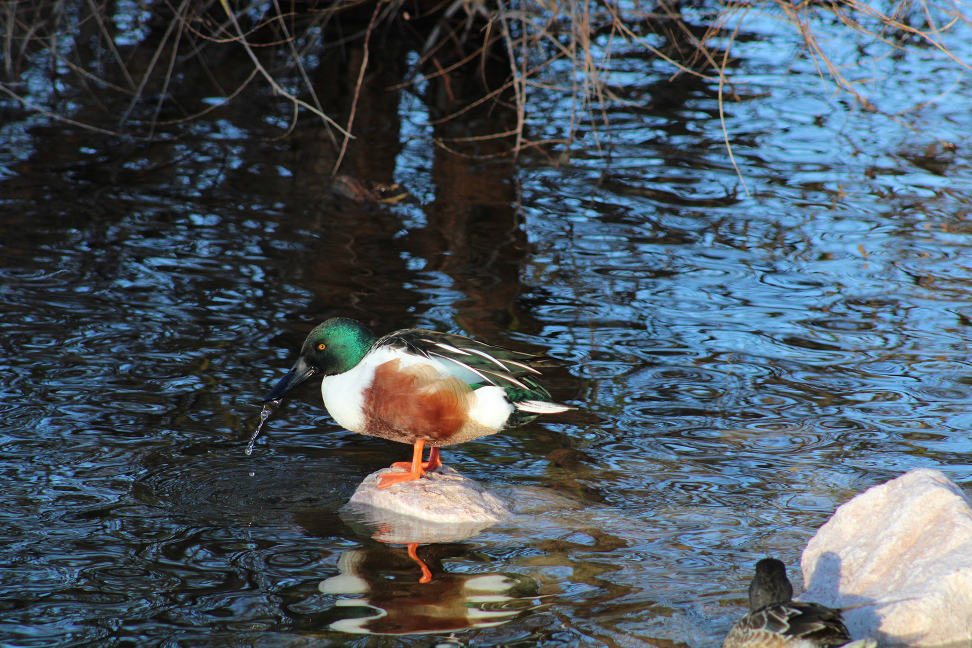 Northern Shoveler