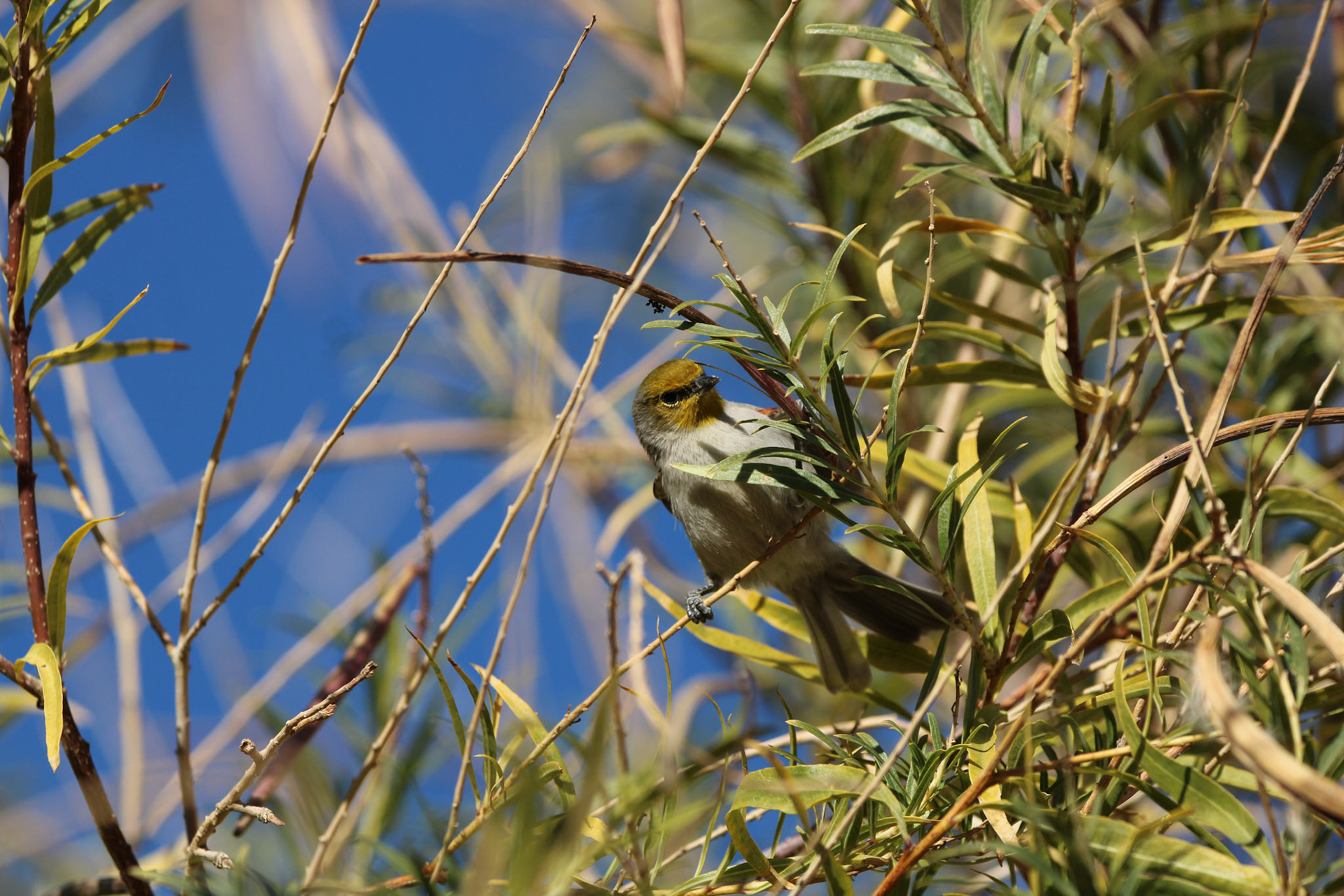 Verdin