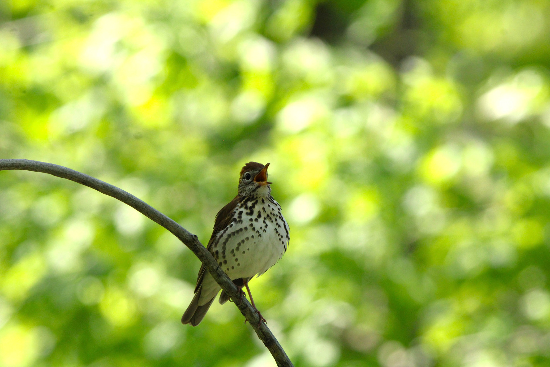 Wood Thrush
